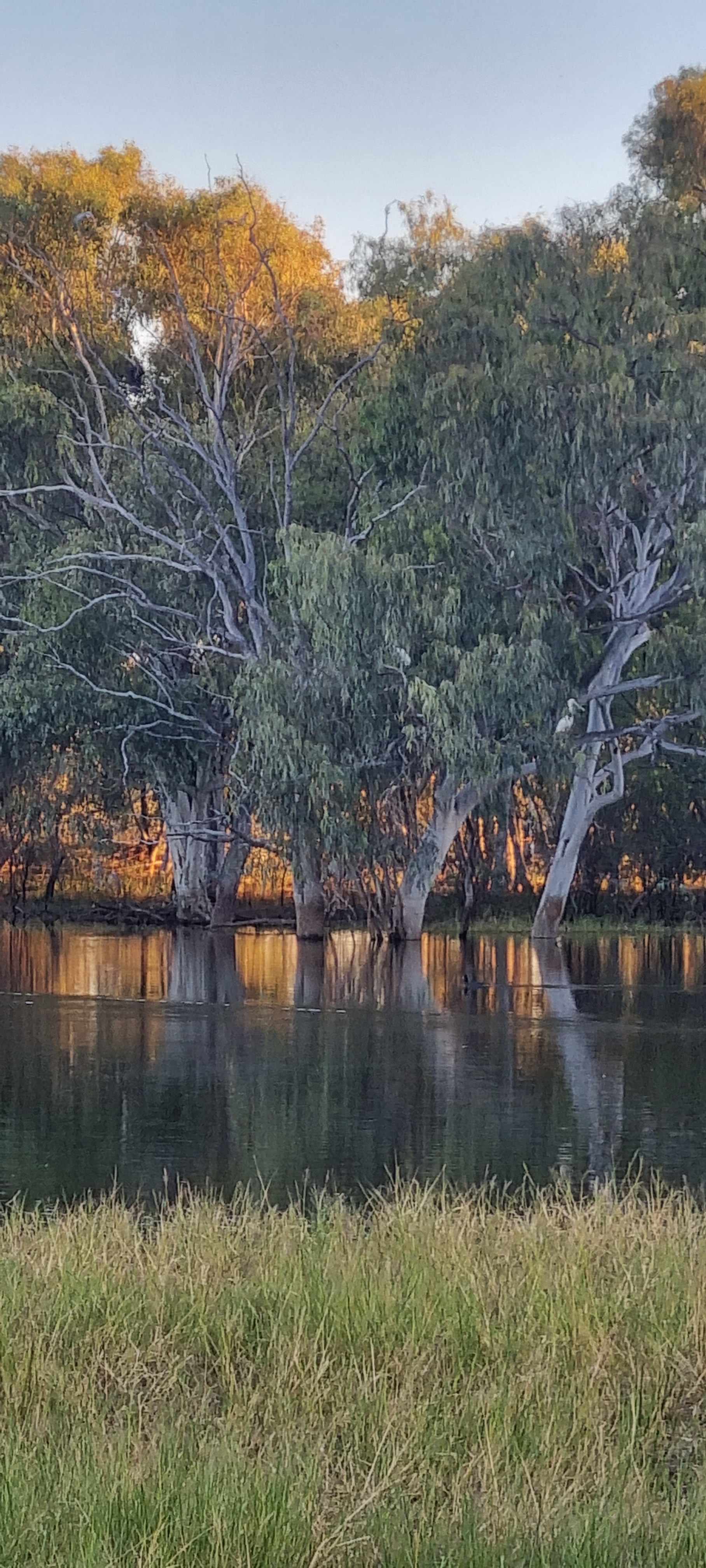The magic of the sun set through the trees.
