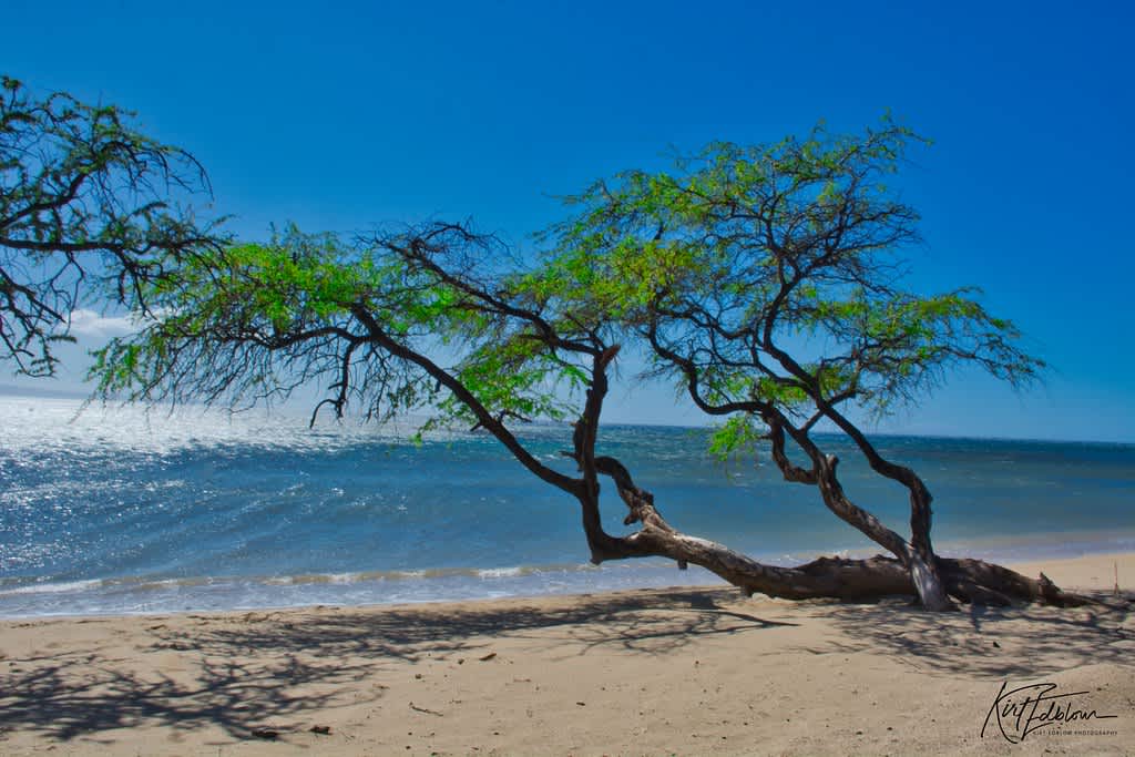 Papalaua Wayside Park