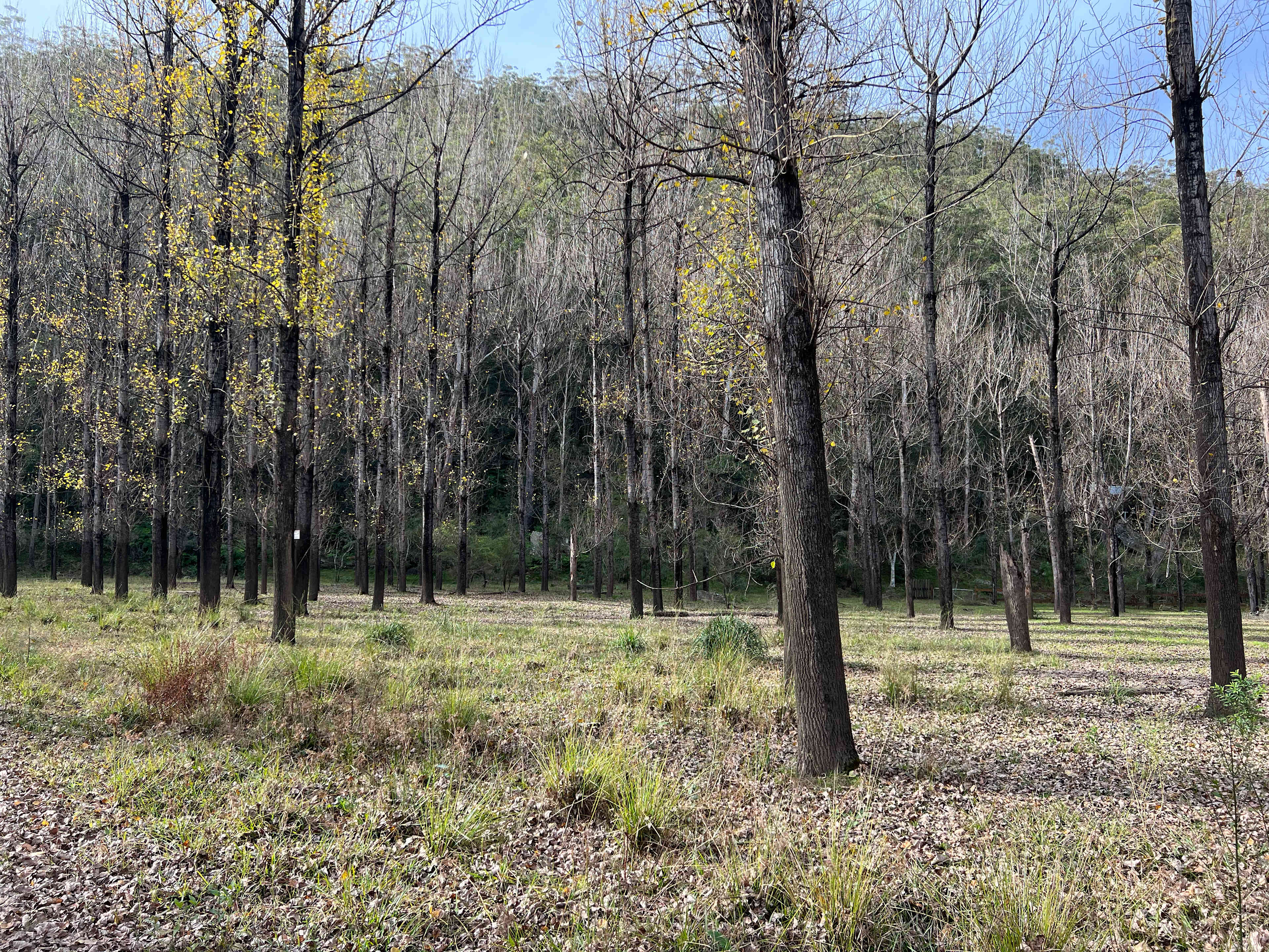 Wide open space that allows you to camp under the poplar plantation