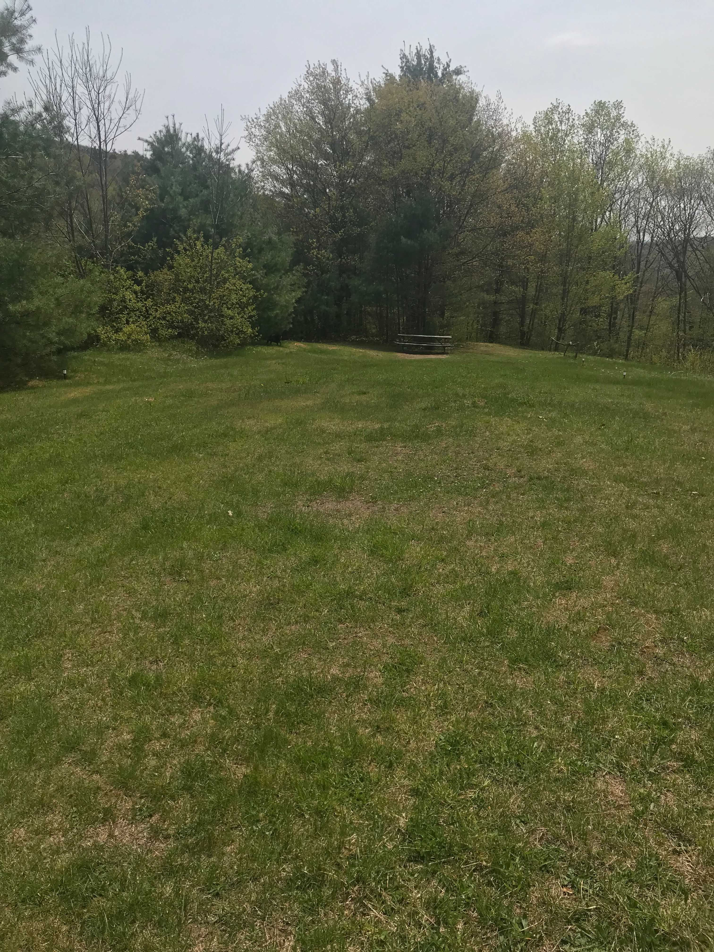 Newer campsite photo without the 2 small pine trees