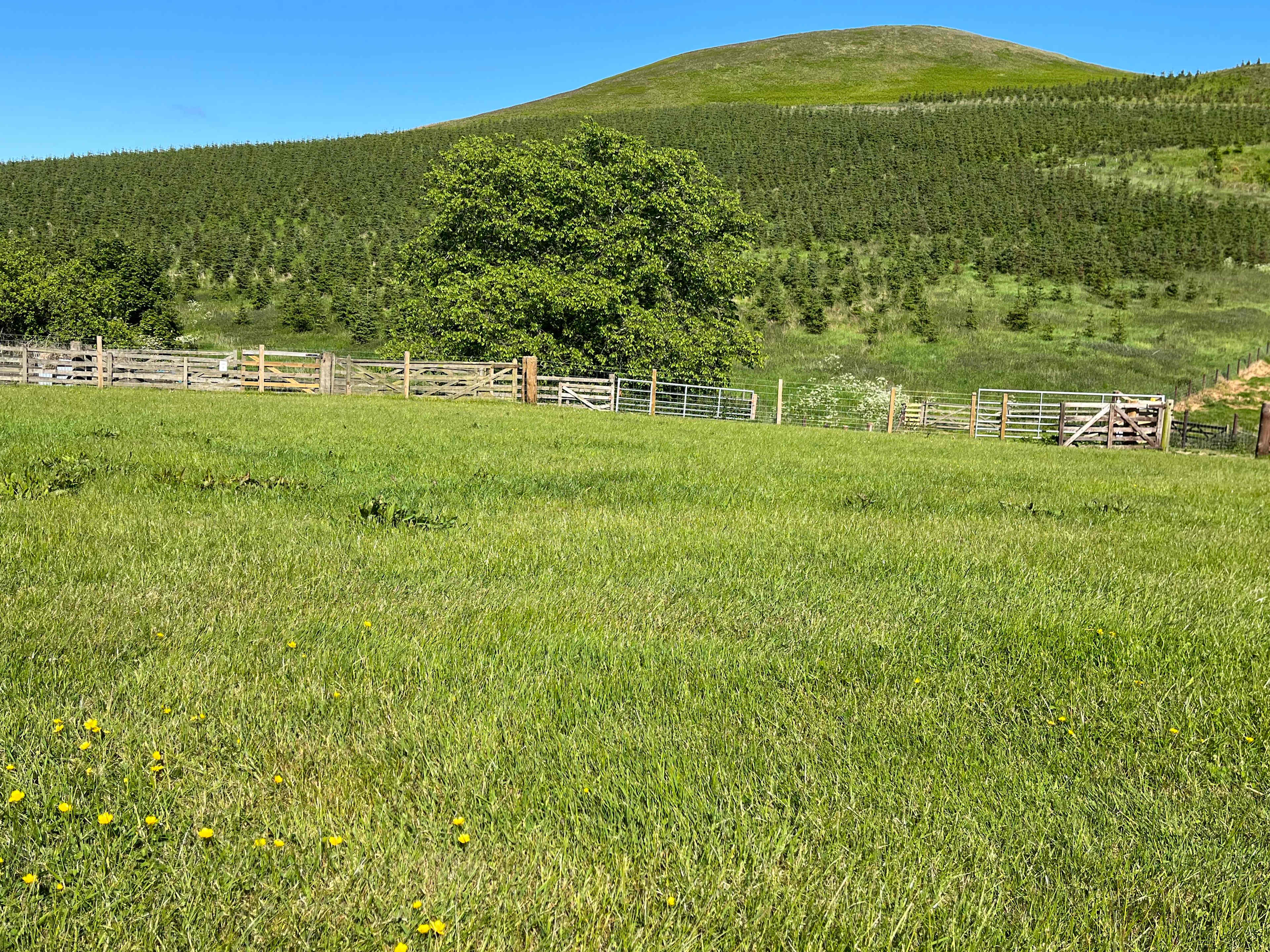 Beirhope Alpacas