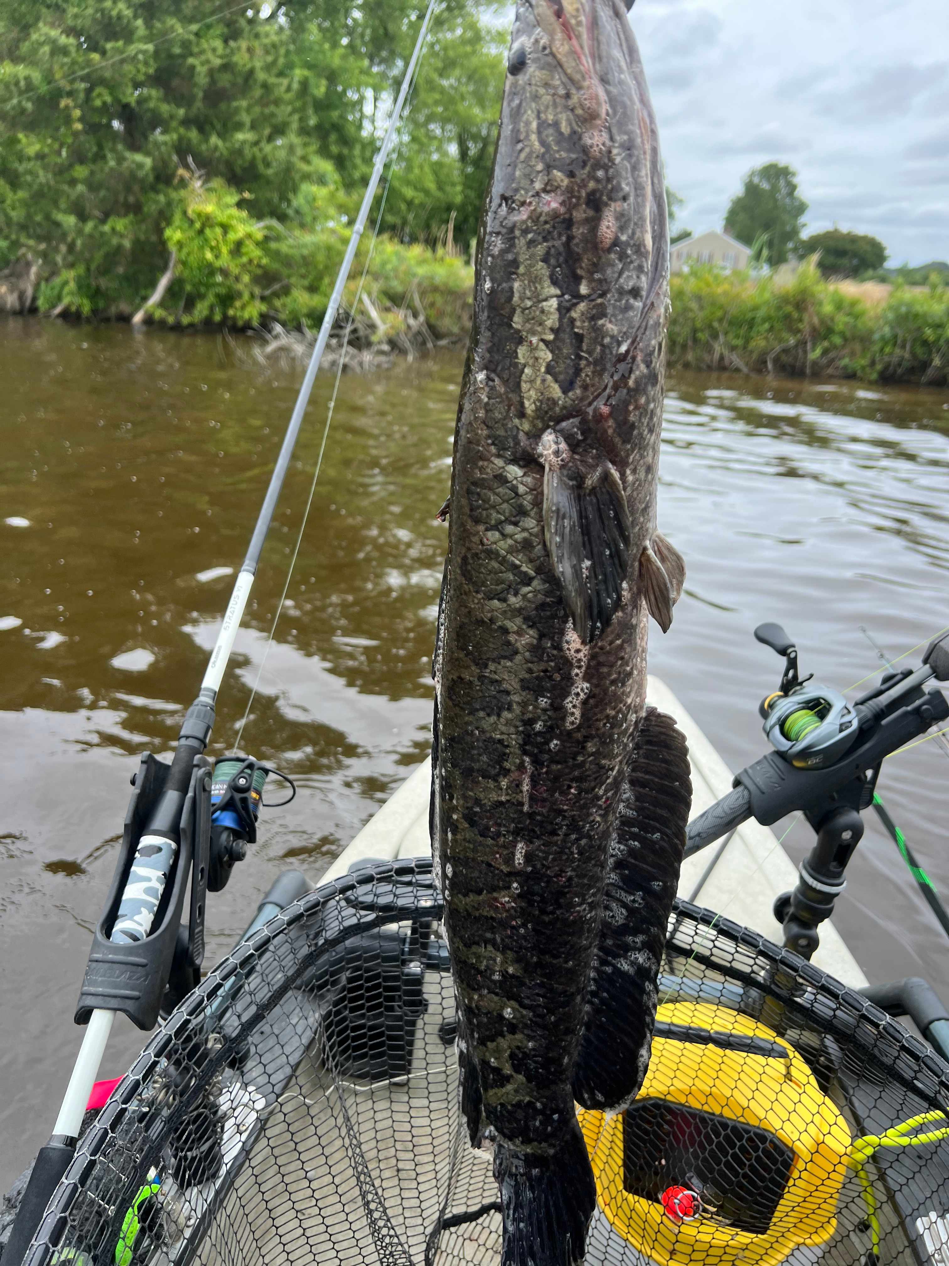 Sneakhead caught during the trip (29.5 inches) 