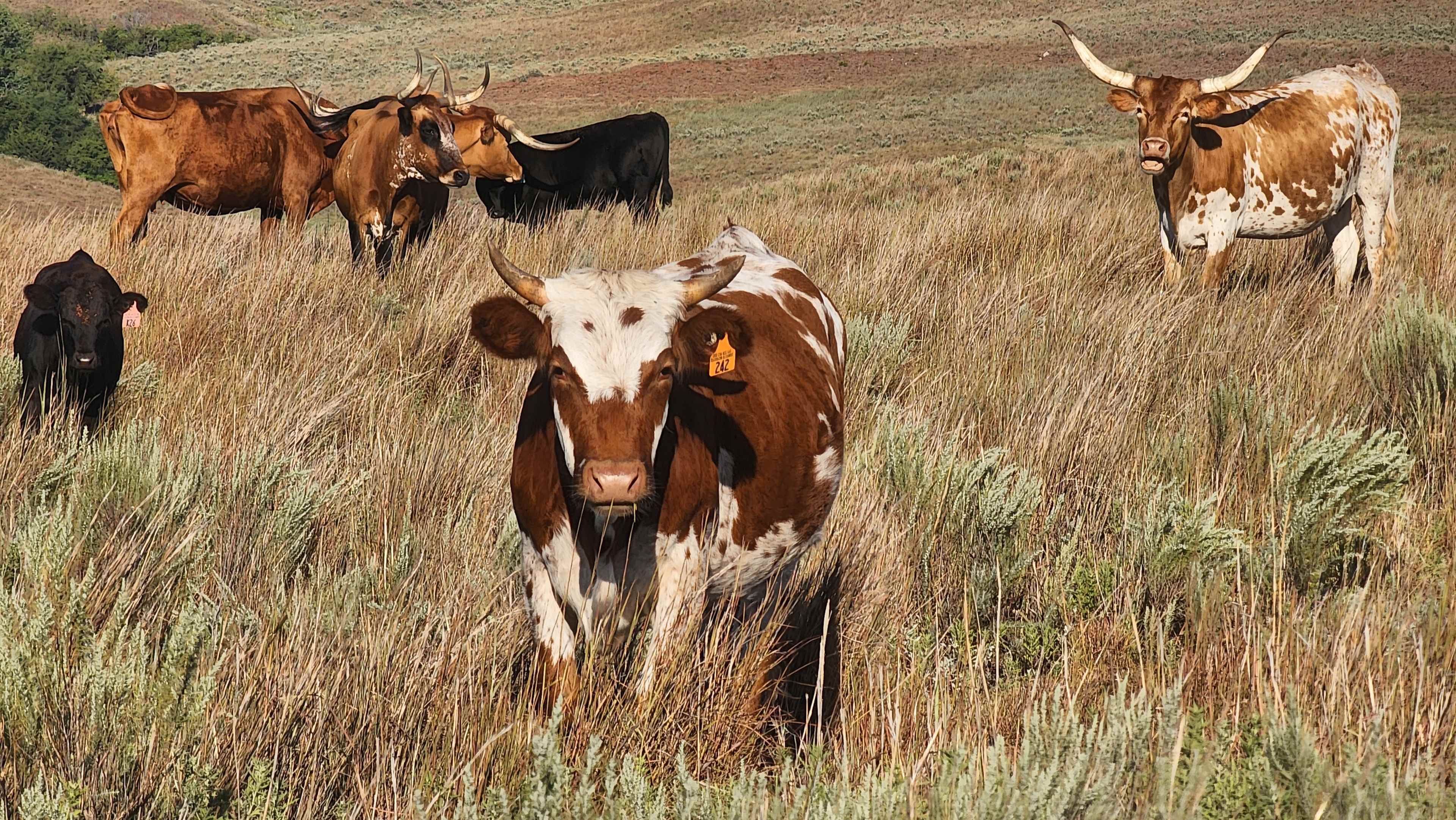 Alexander Ranch
