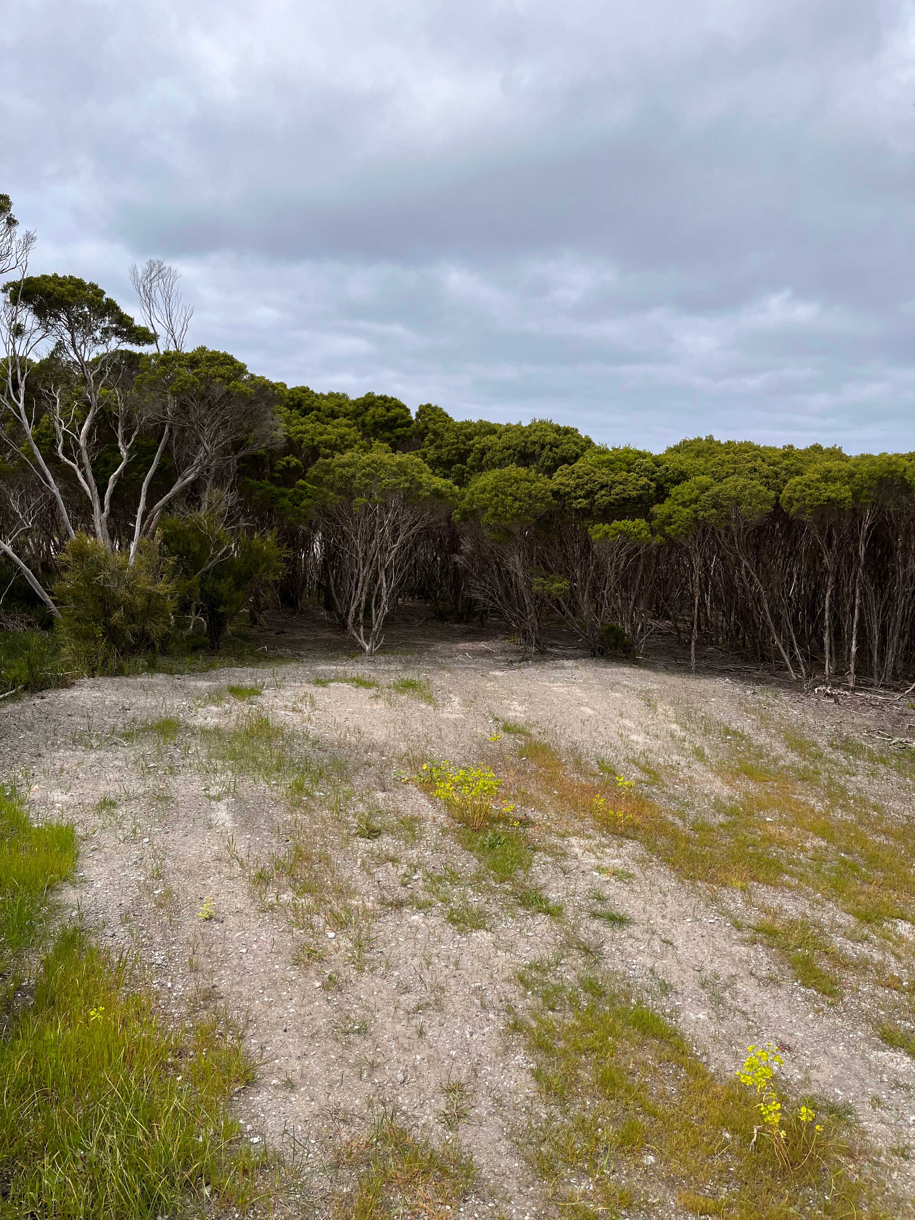 Marion Bay Bush Camping