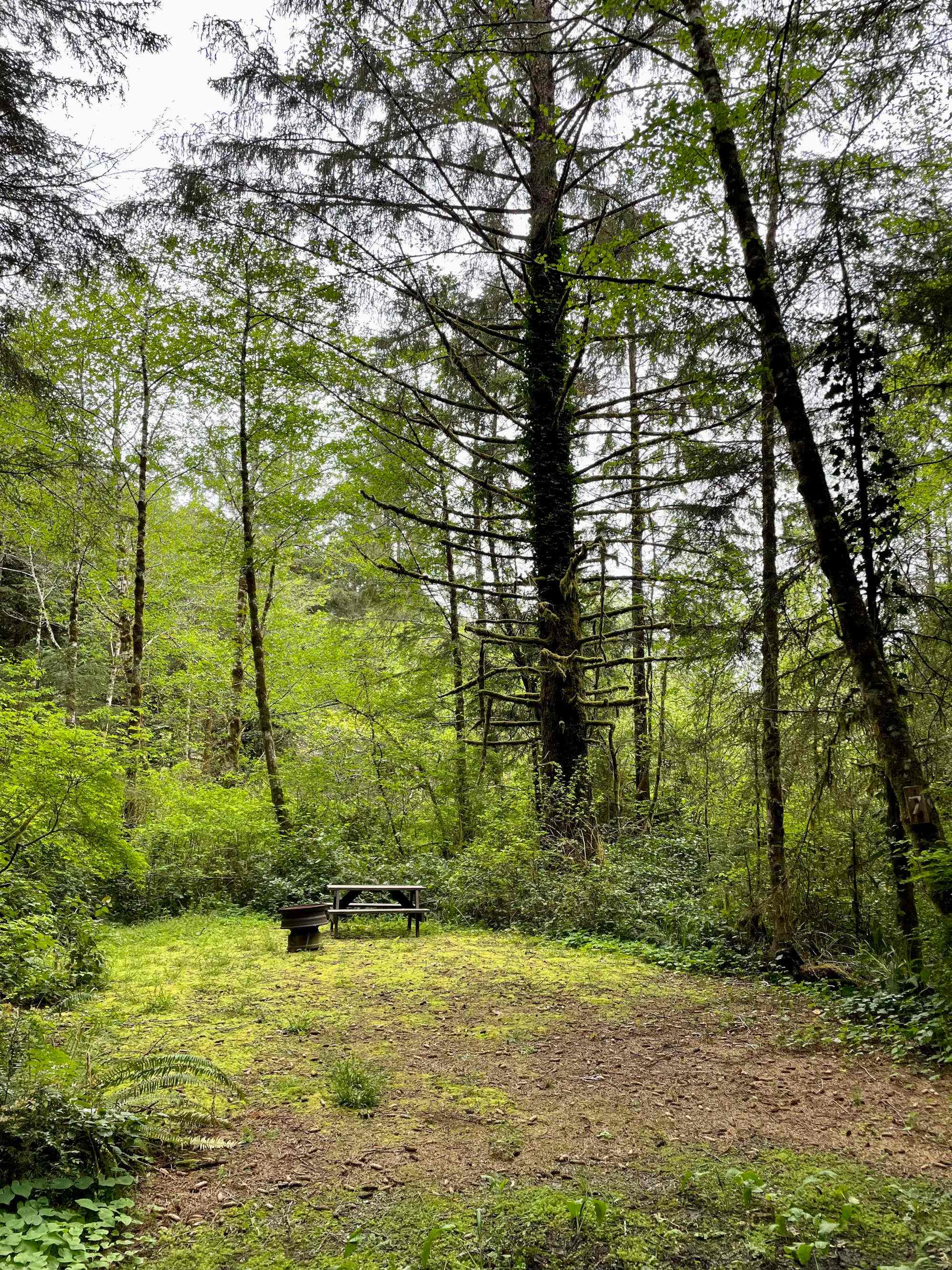 Campsite #7 at the Mystic Forest Campground.