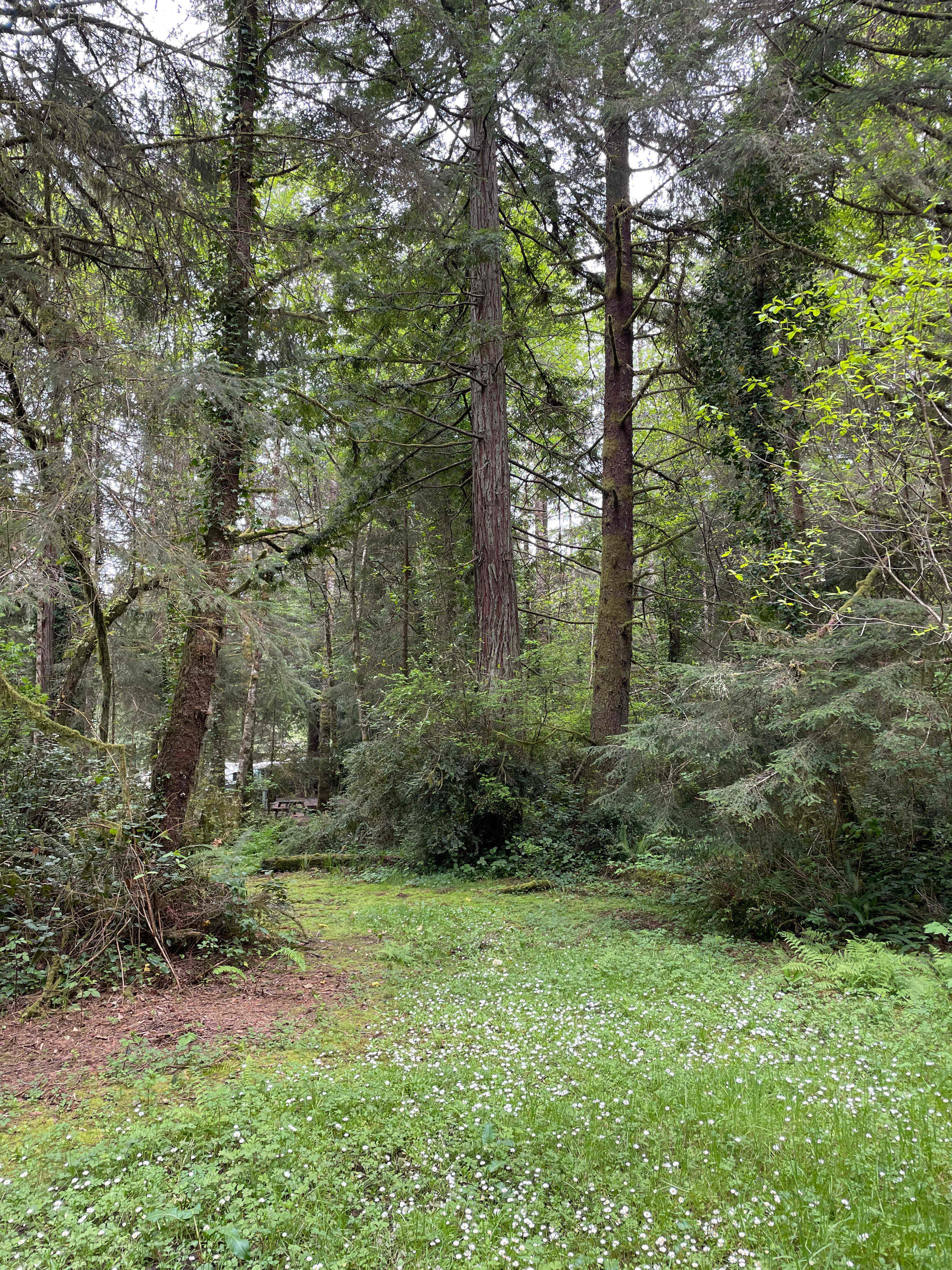 Mystic Forest Campground