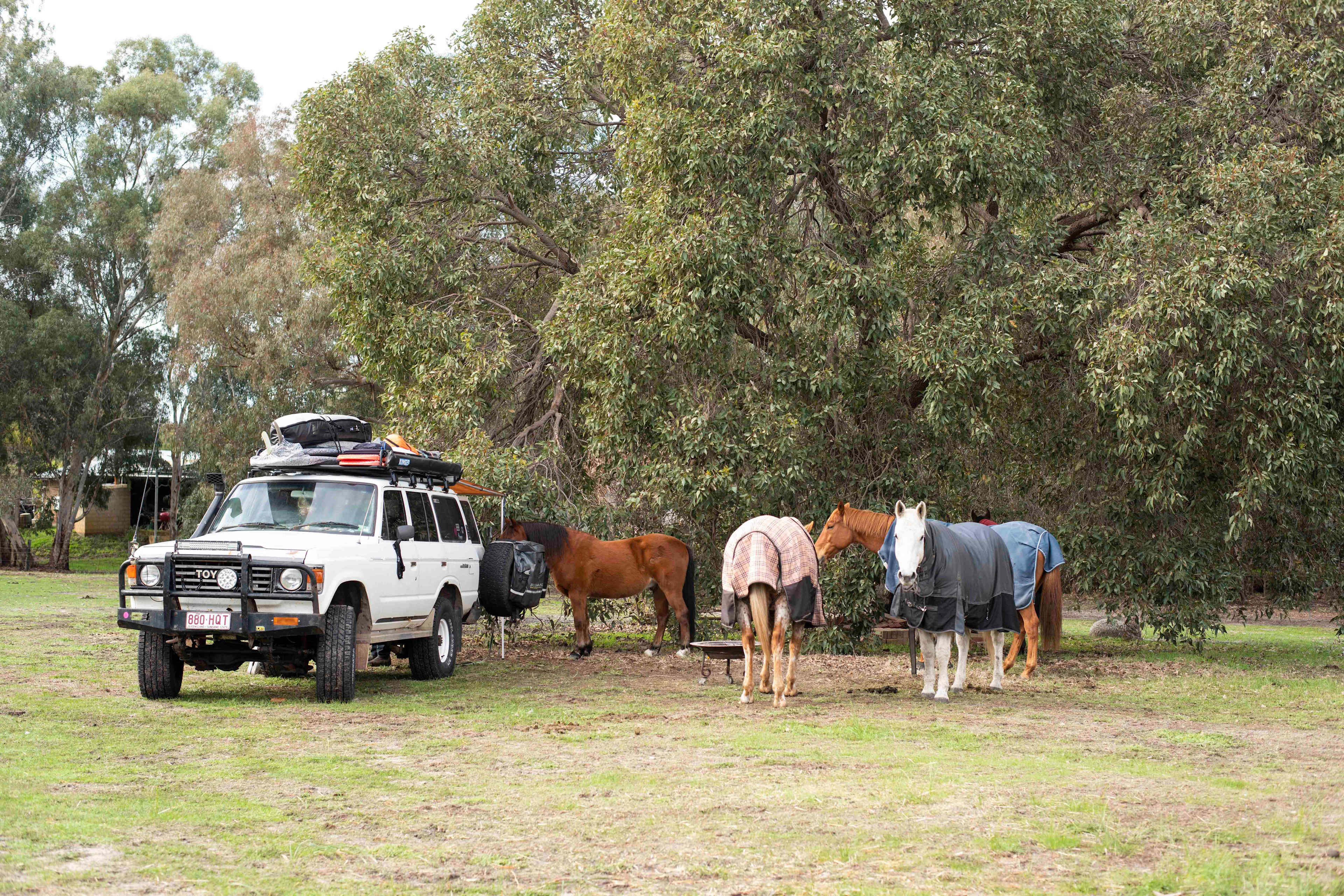 Everything Horses Ltd