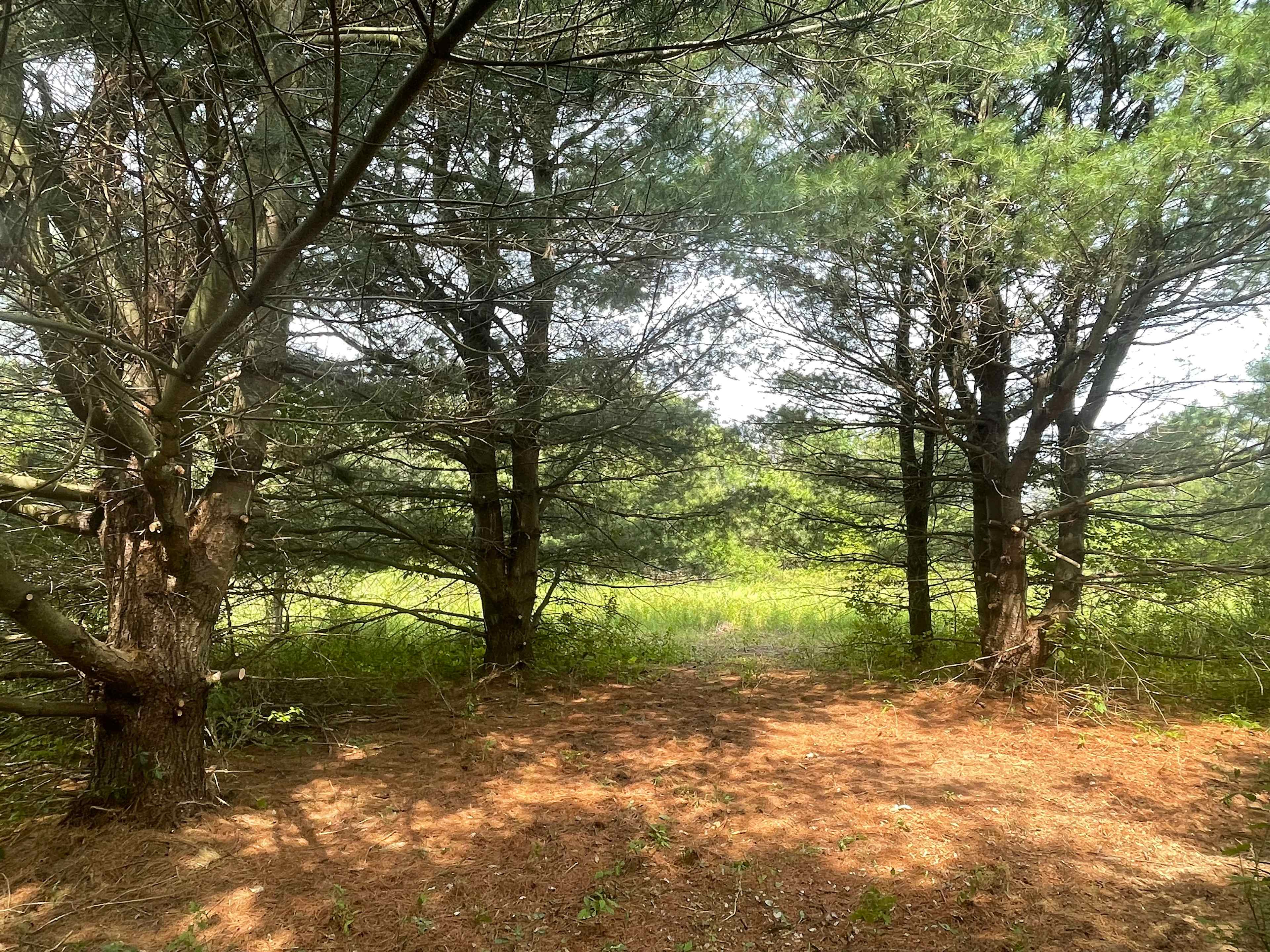 Pitch your tent on a bed of pine needles in the shade of mature pine trees, with a view to meadow