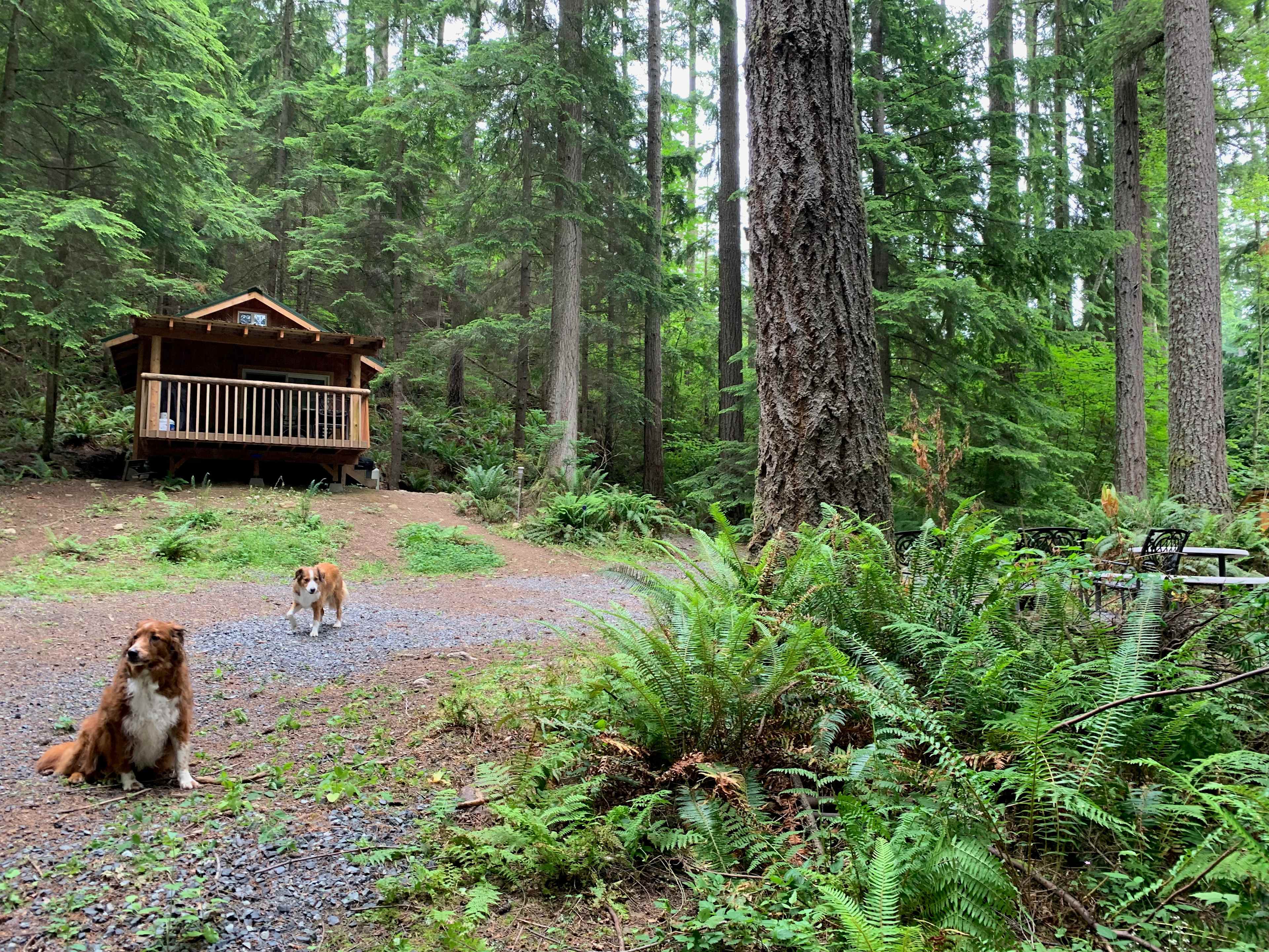 Grace E.’s Mini Forest Cabins