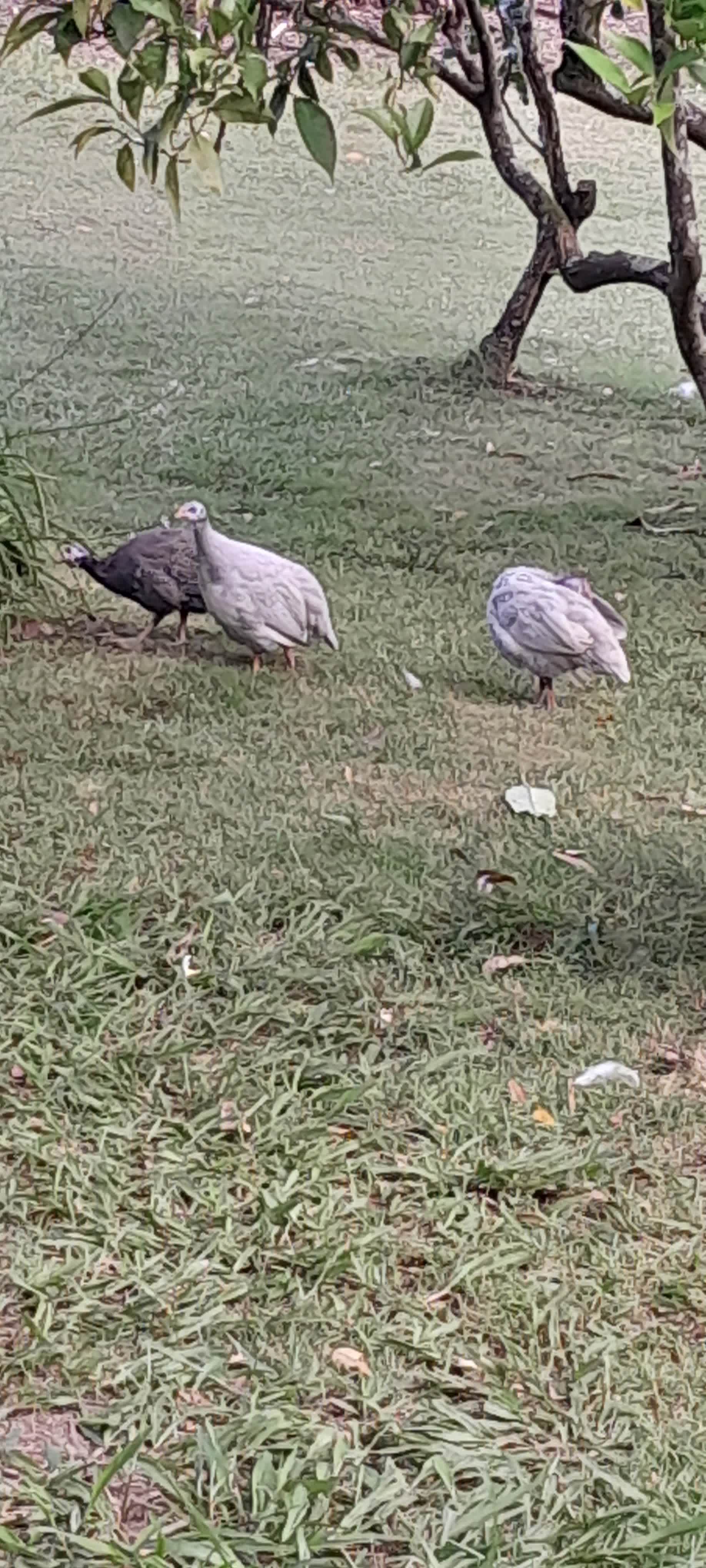 Our 5 guinea fowl help to kill any ticks or alert us to unwanted intruders