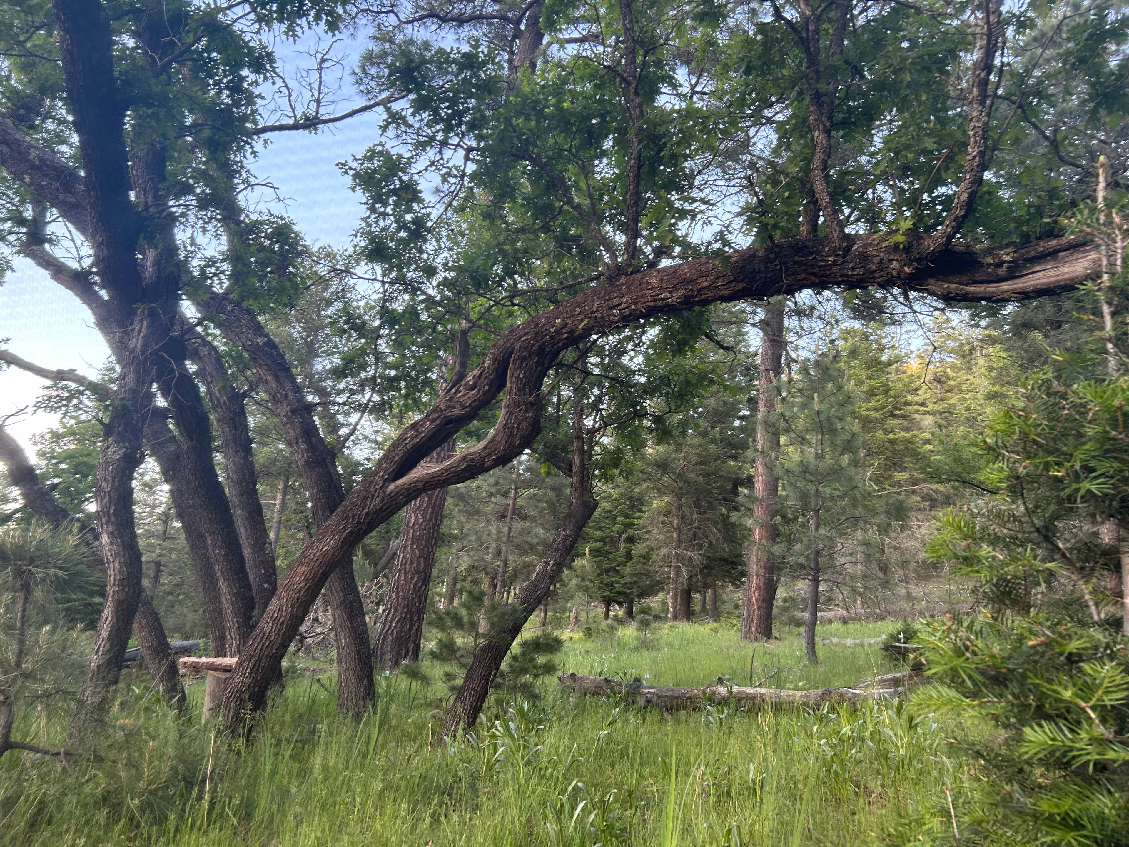 From the Oak Gnome campsite