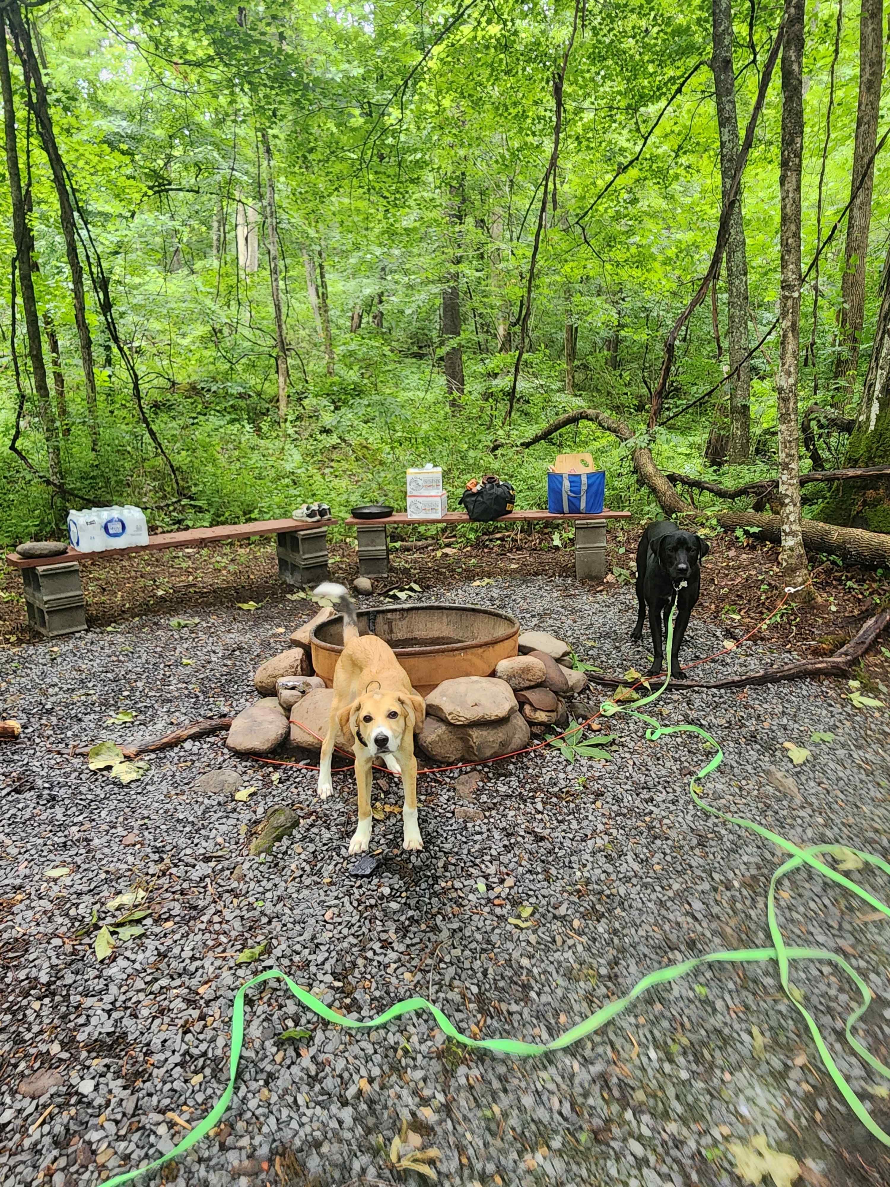 Lots of space and nice fire set up. The dogs loved it!