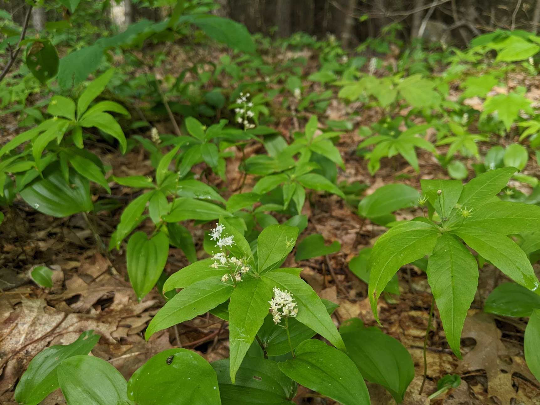 Woodland wildflowers