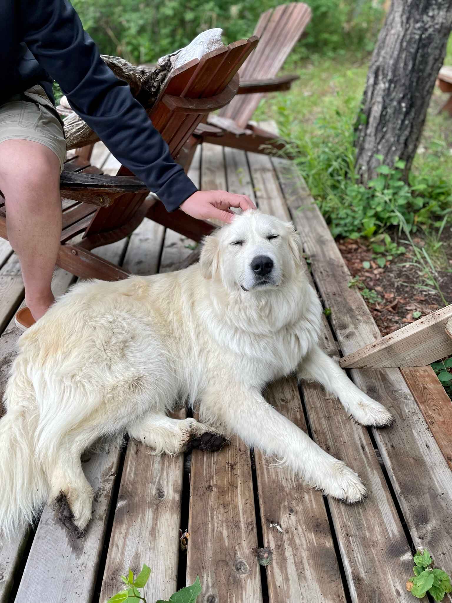 Luna- camp security and an absolute darling! 