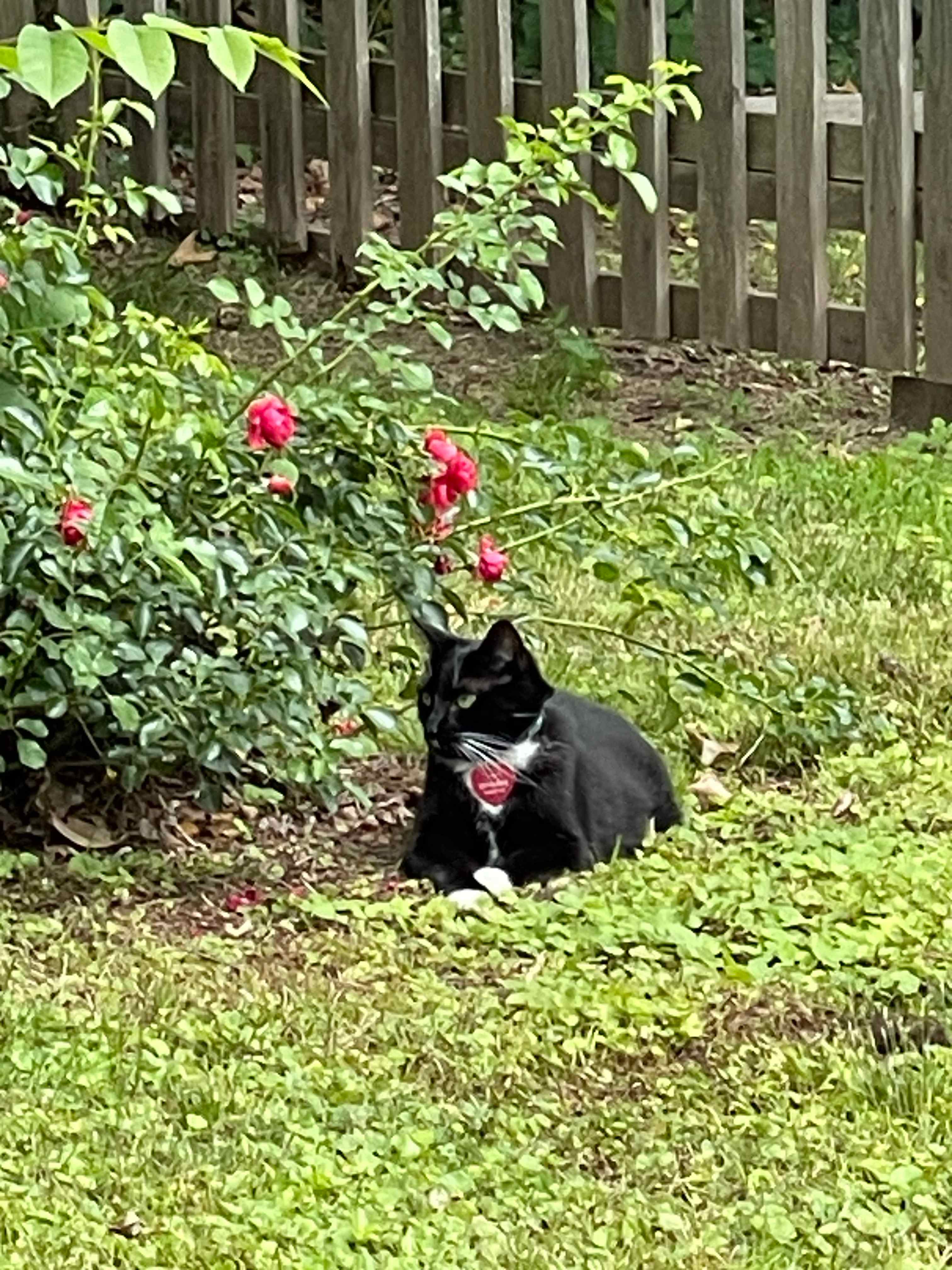 Ramble on Rose Pets welcome 