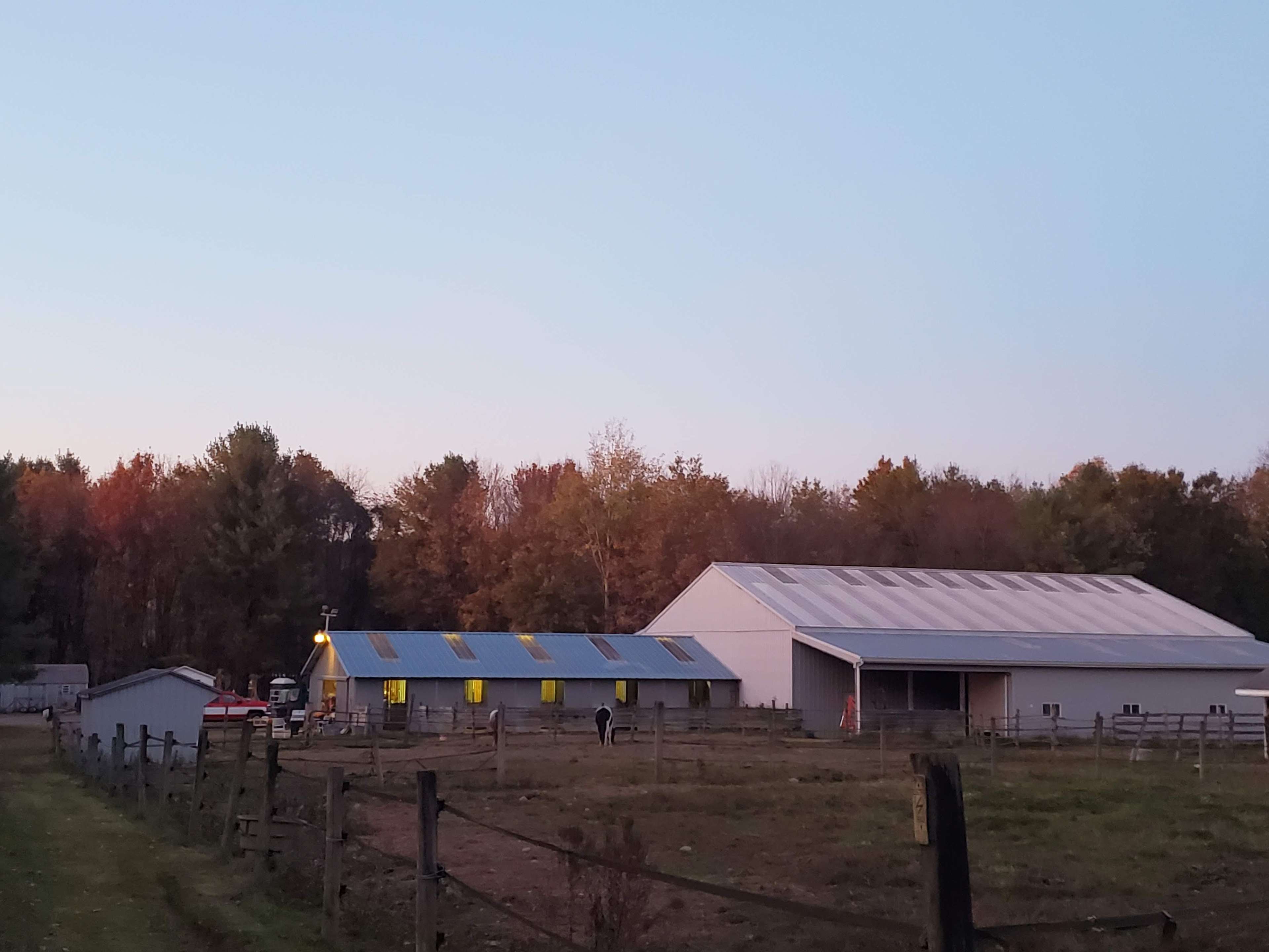Bk Farm and Bond Longhorns
