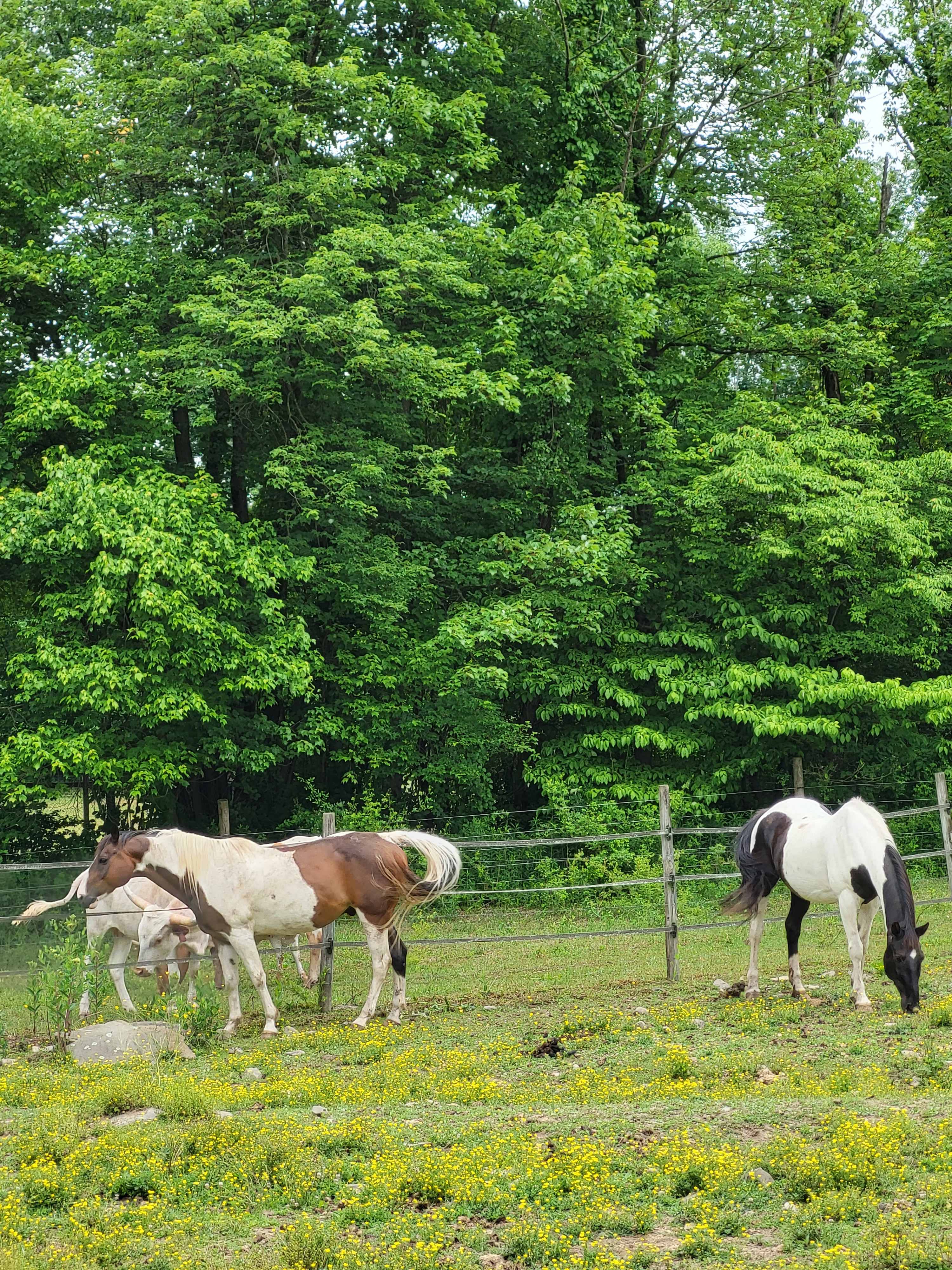 Bk Farm and Bond Longhorns