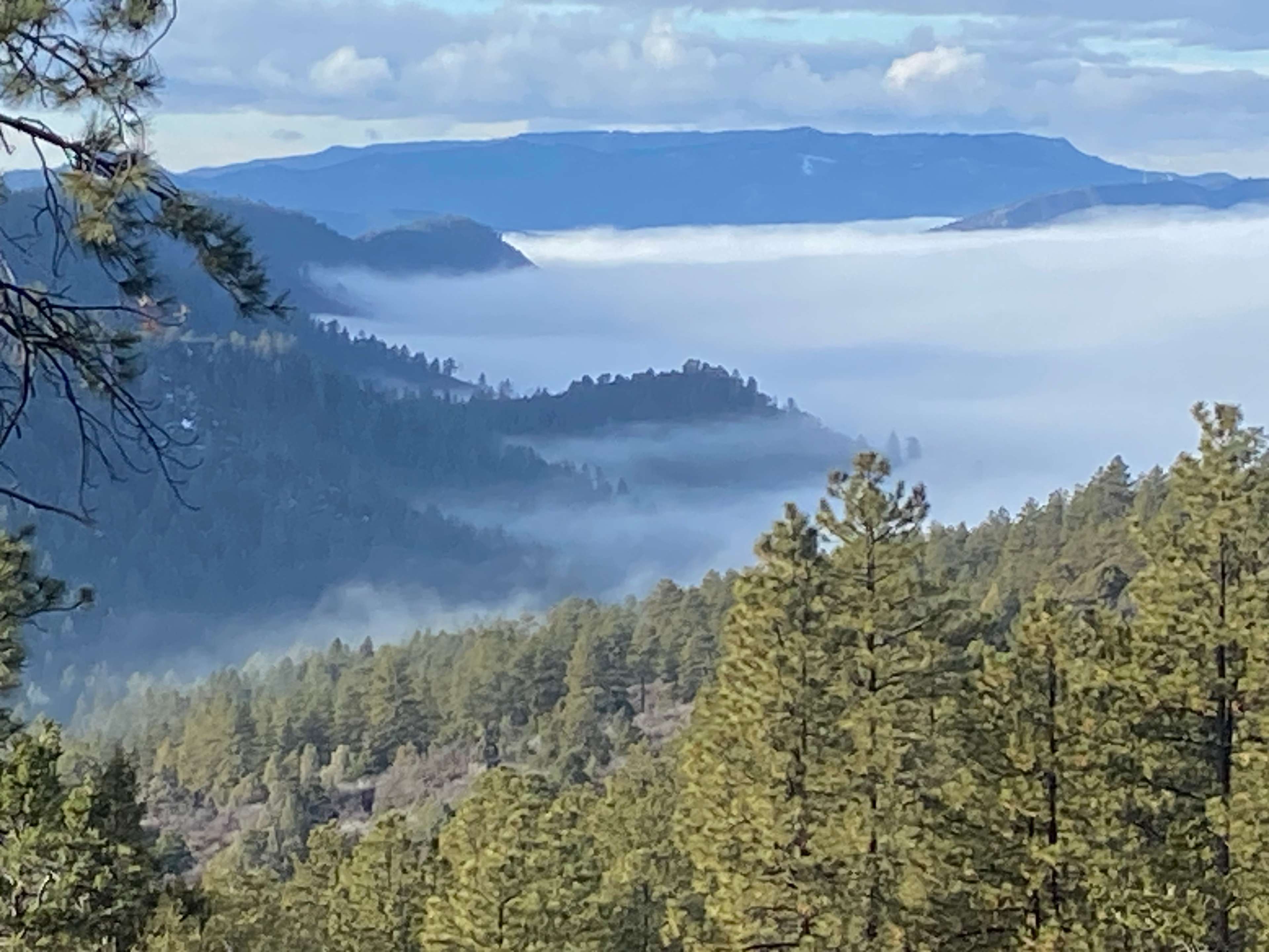 Bear springs