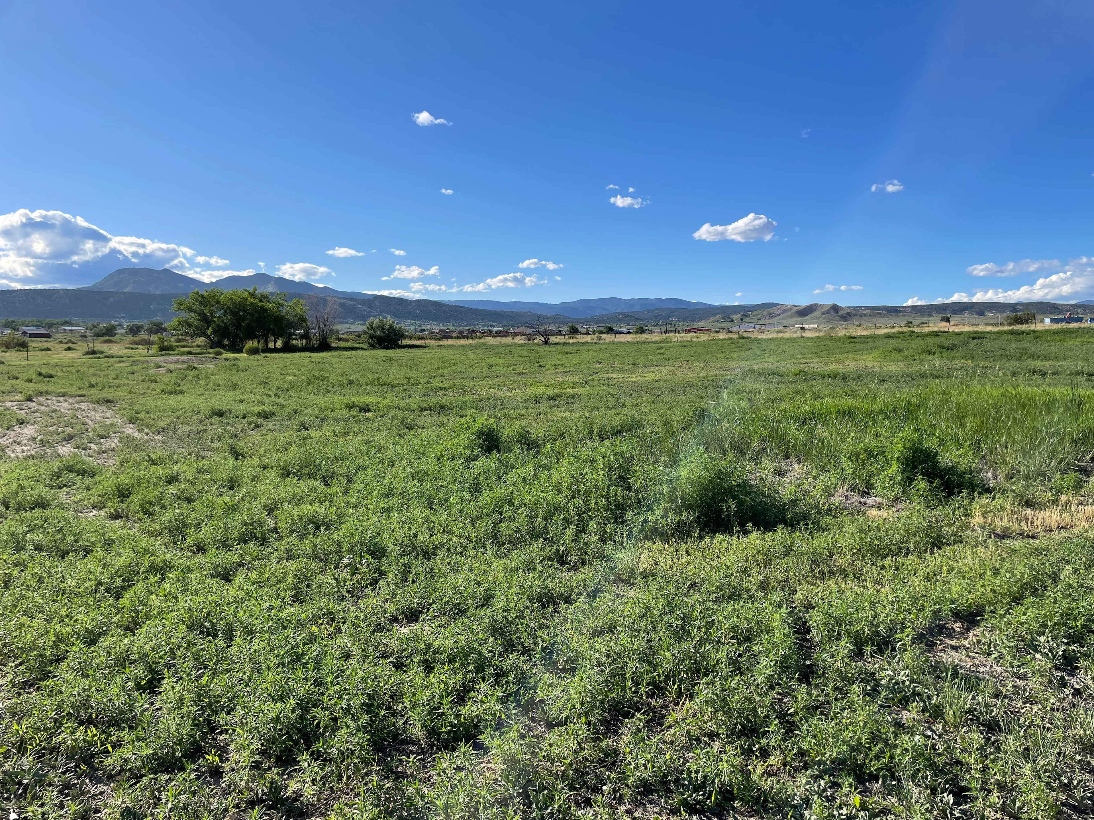 Tumbleweed Flats