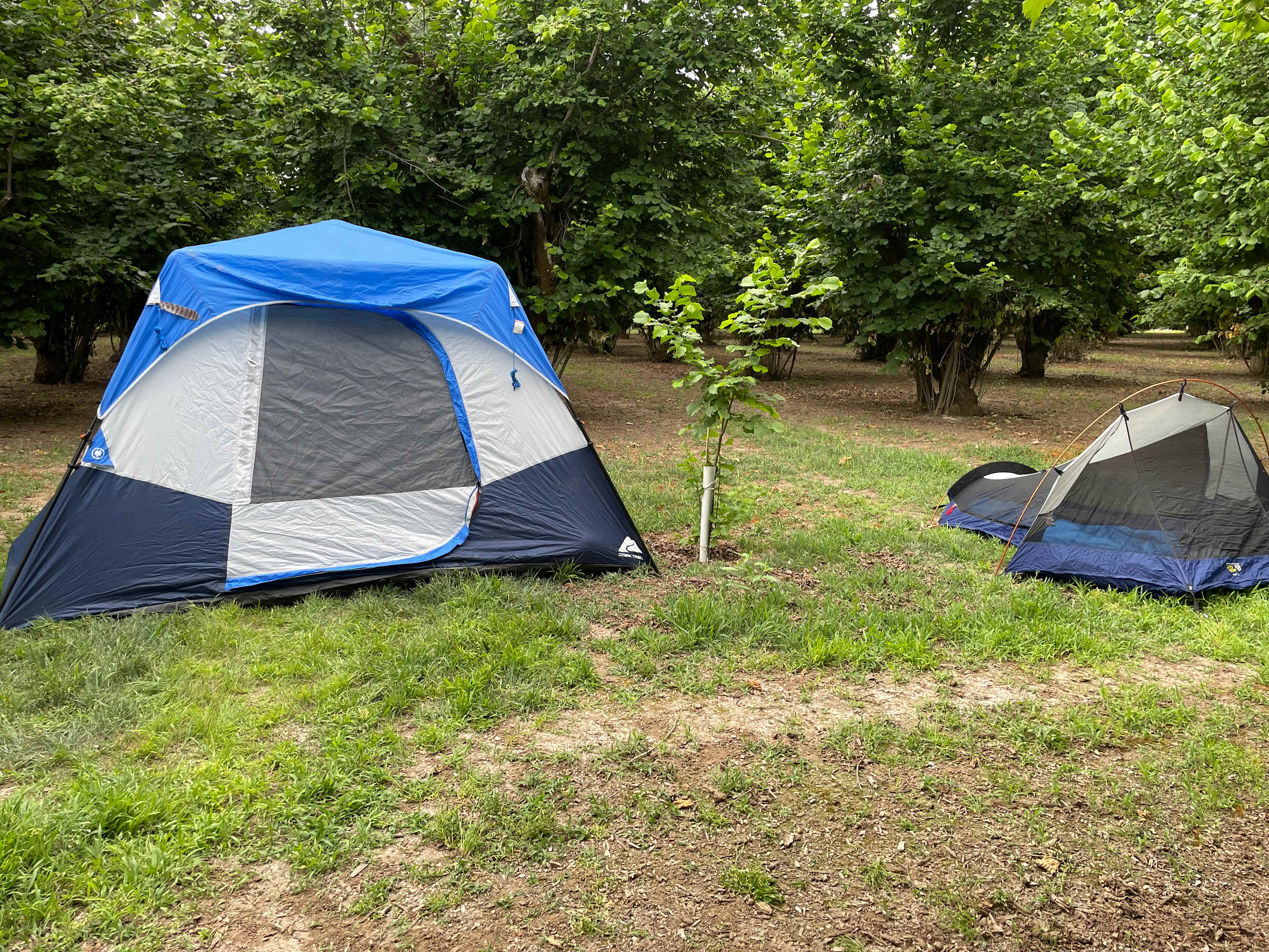 Tranquil Orchard and Wine Tours