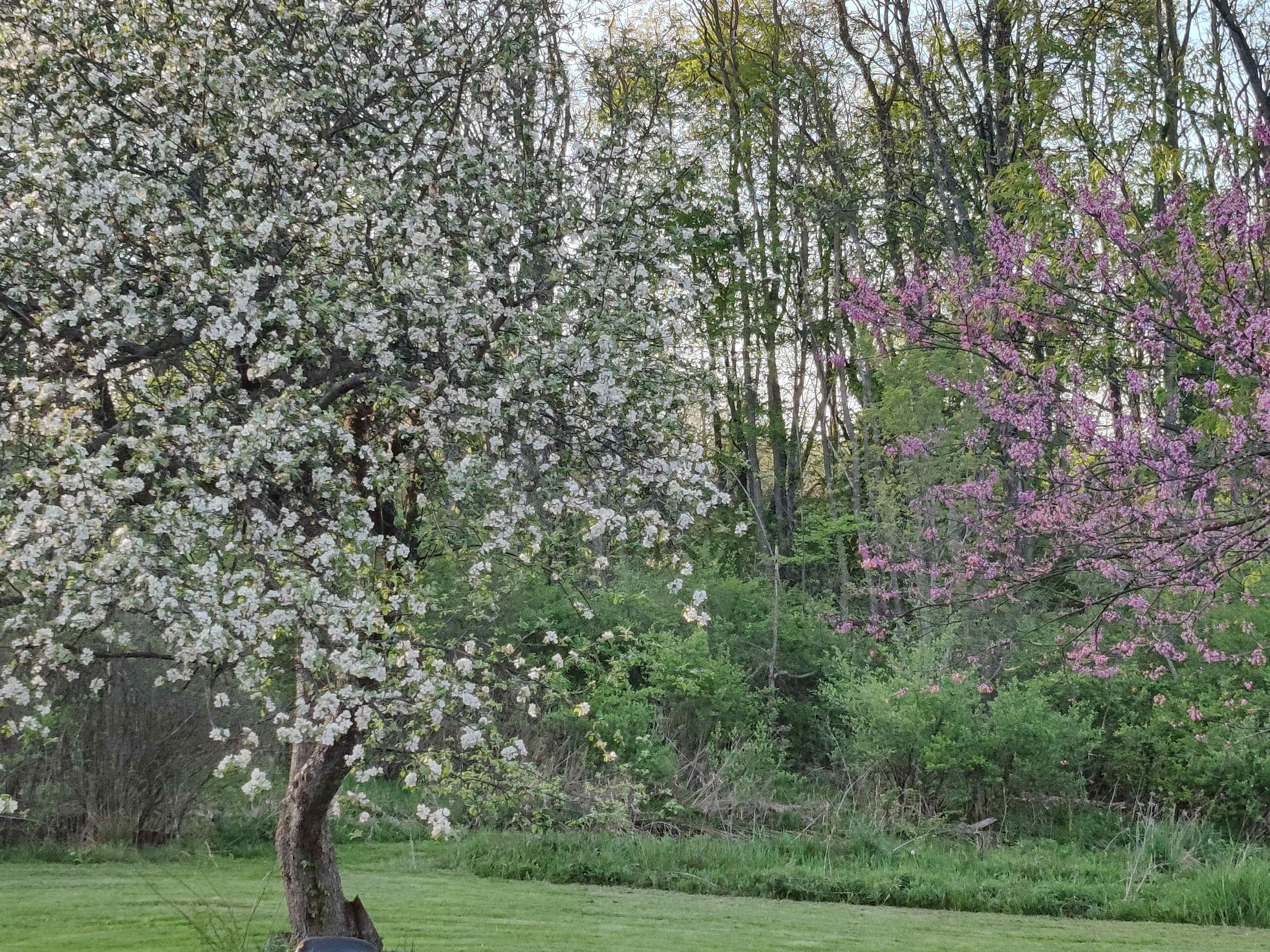 Pitch your tent in the back yard under the apple tree, where you can hear the brook babble in season.