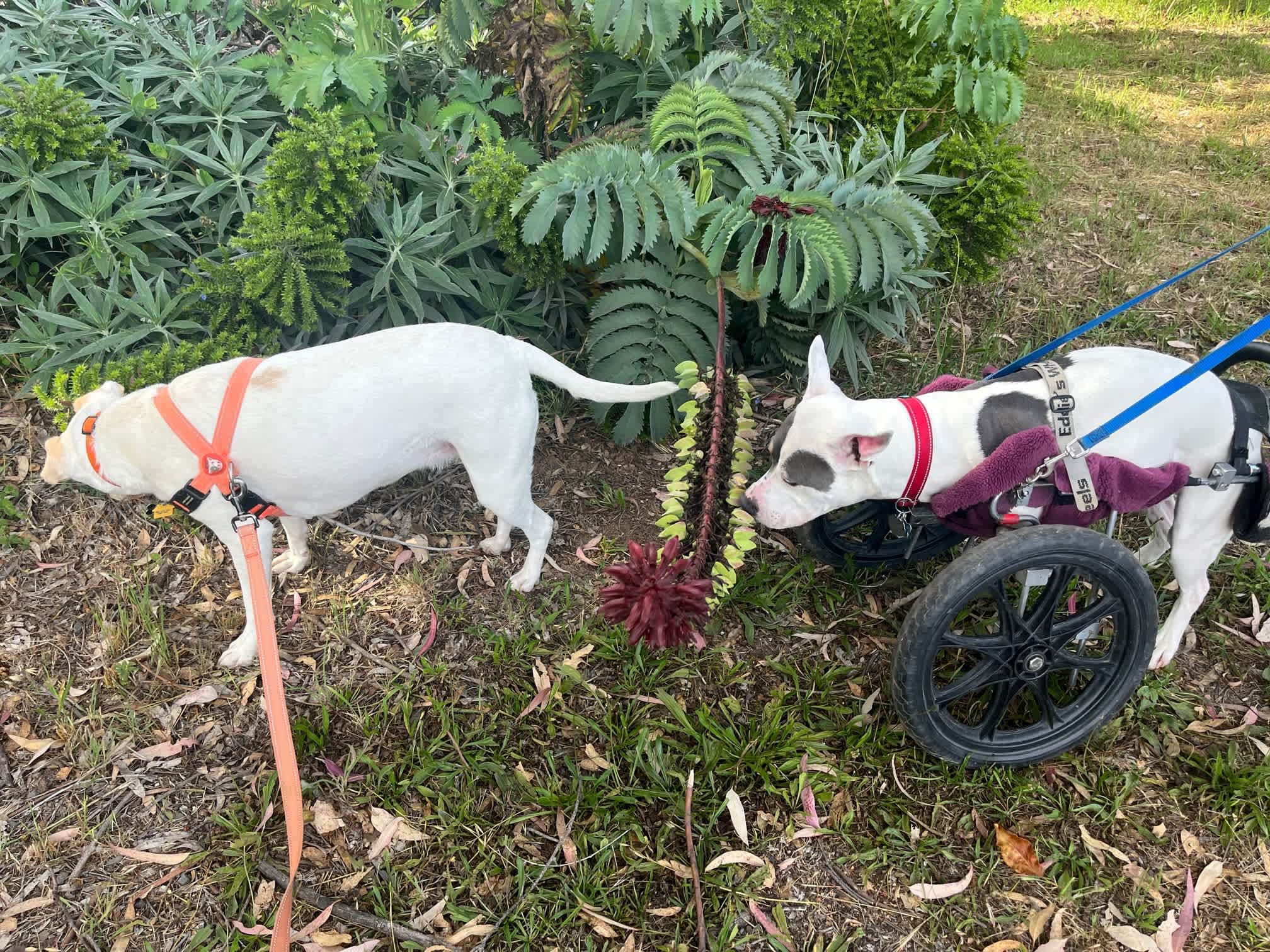 Smelling the plants