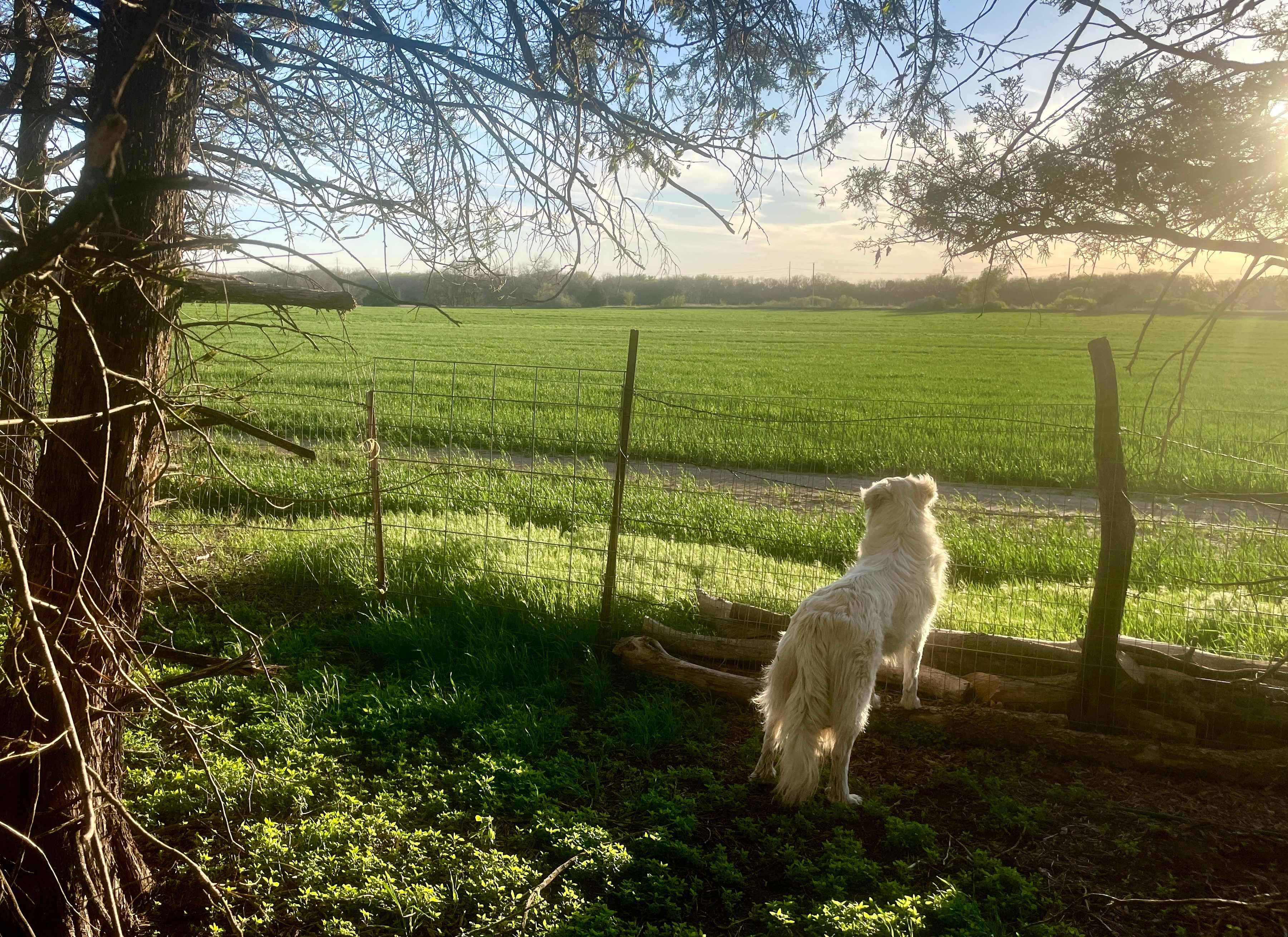 Our Little Grove