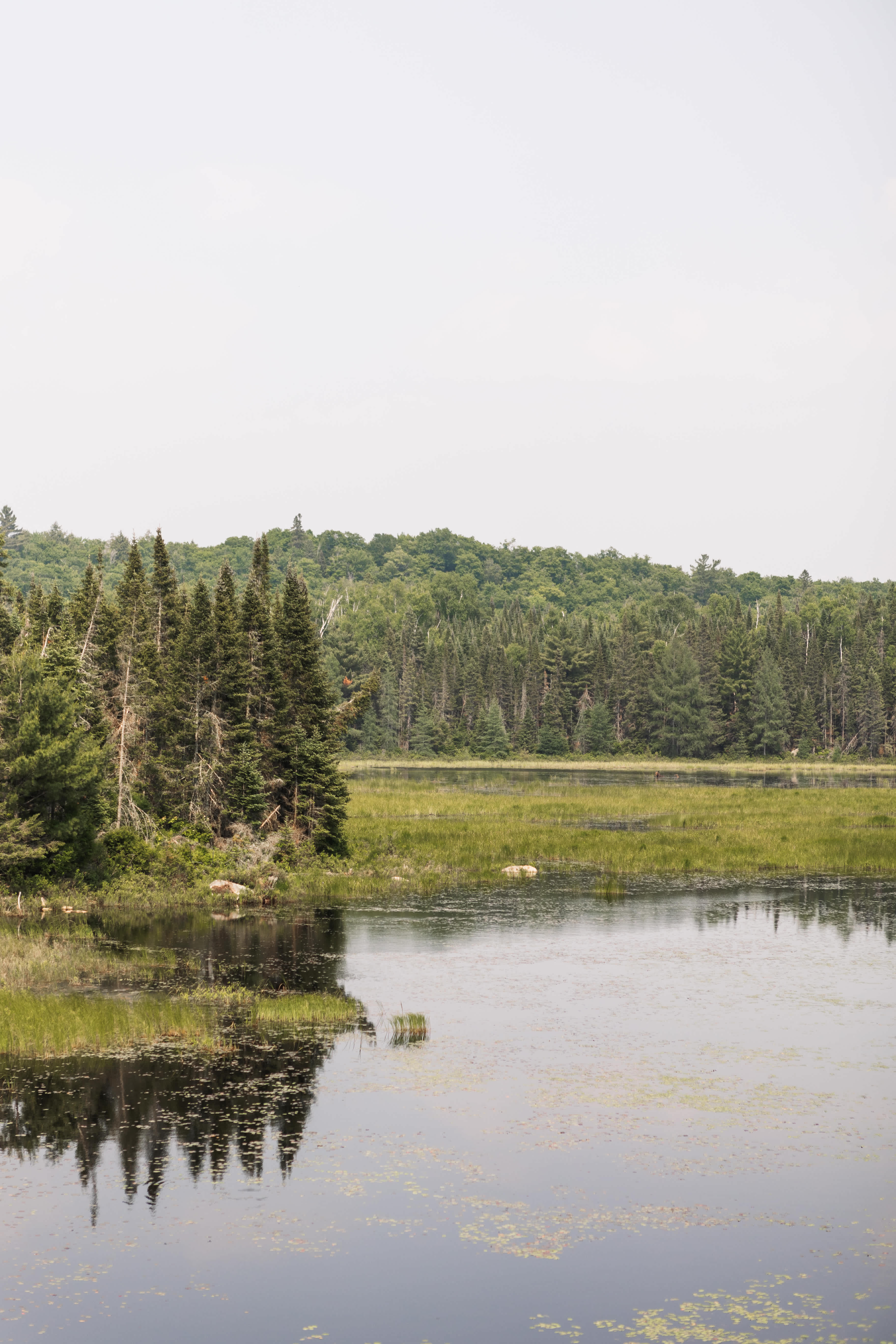 you may spot a moose, a beaver, or some geese!