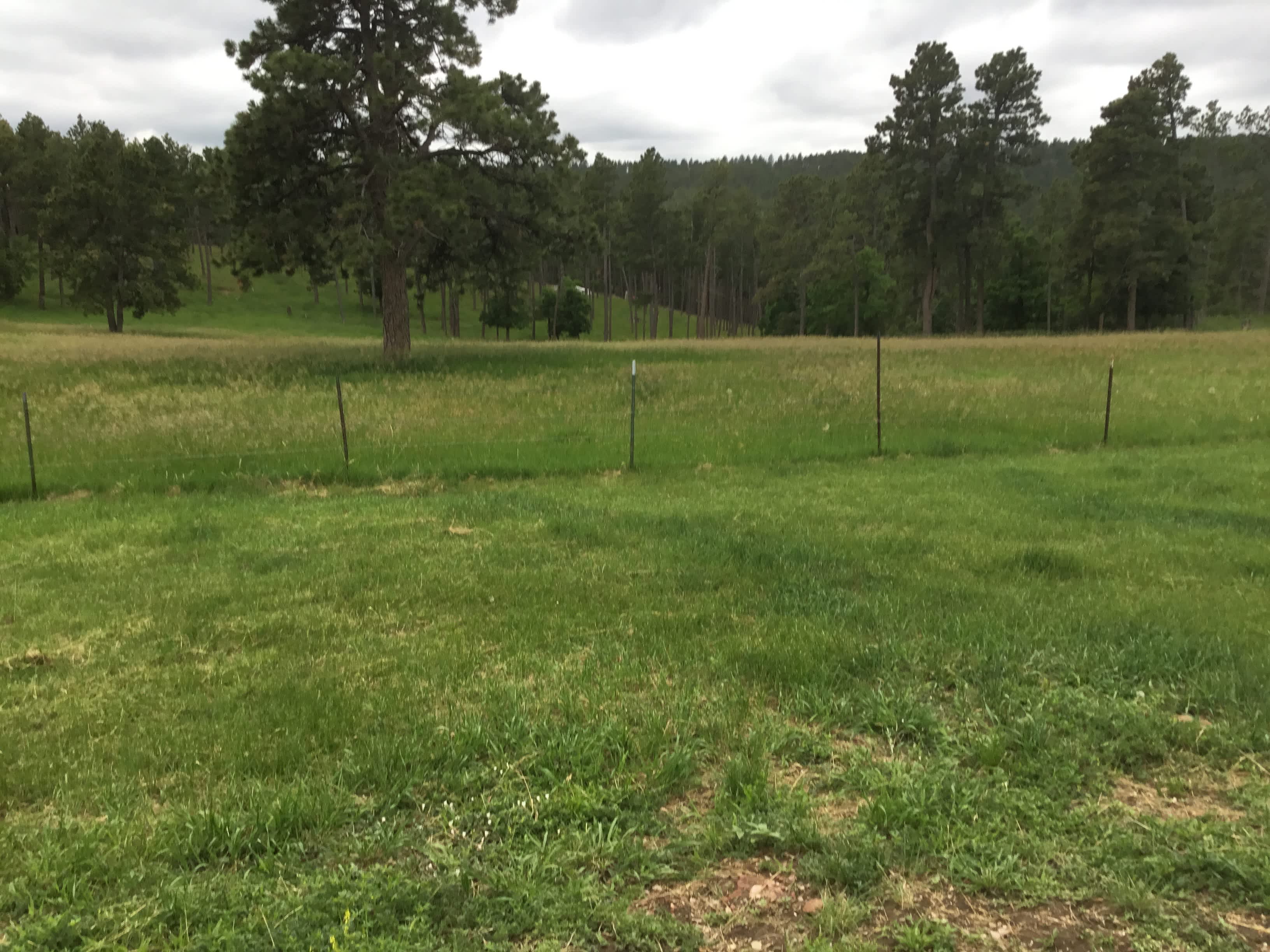 Looking at National Forest