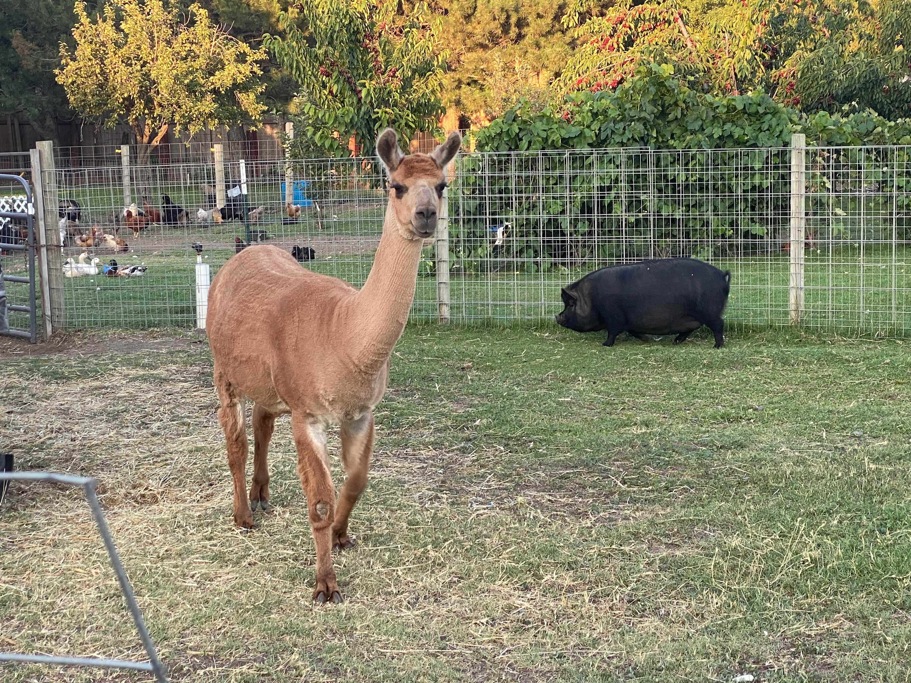 JenEric Alpaca Ranch