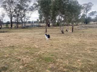 KANGAROO CREEK CAMP DUBBO