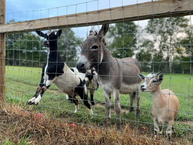 Yeary Valley Farms