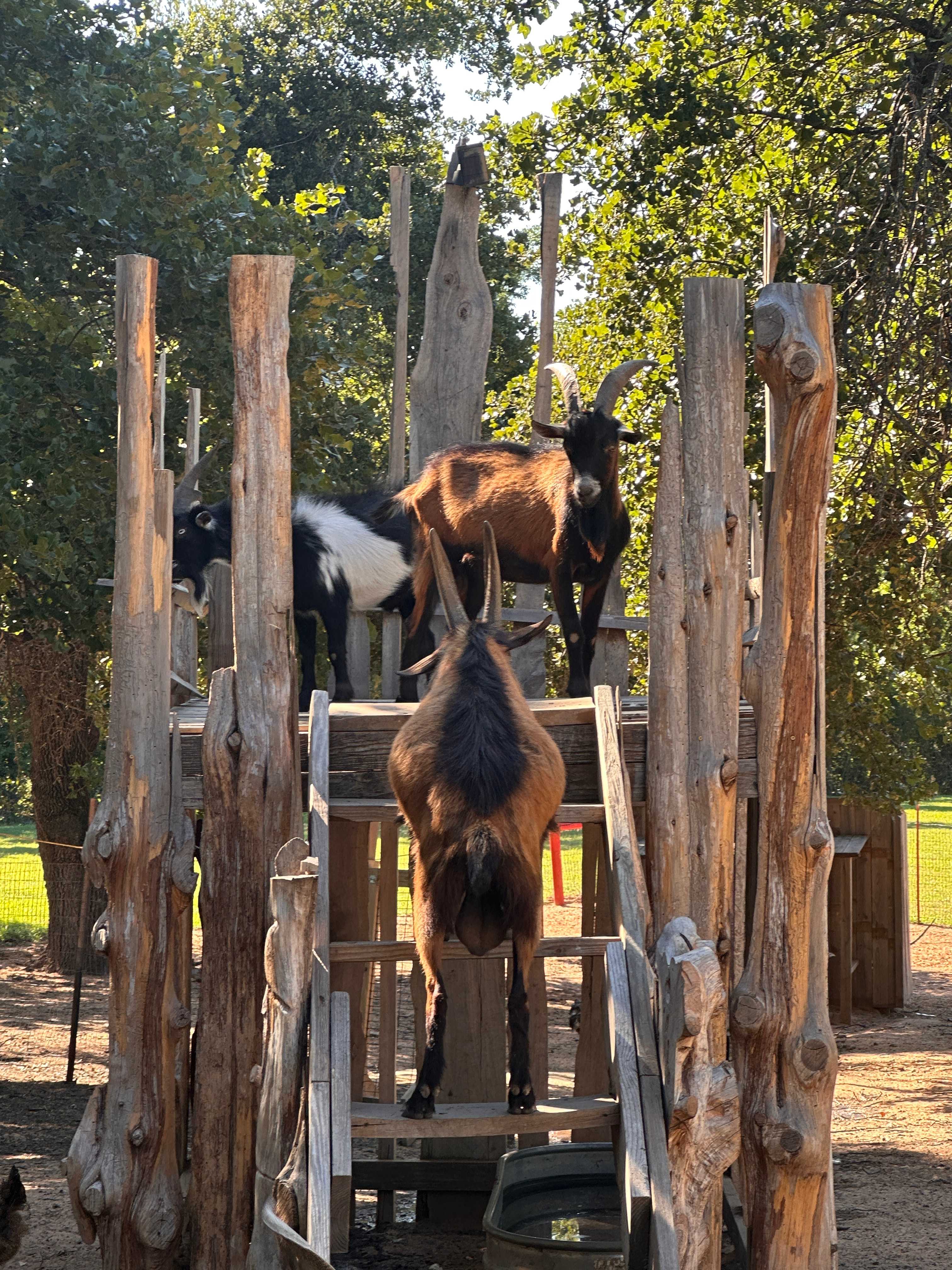 Goat club house. 