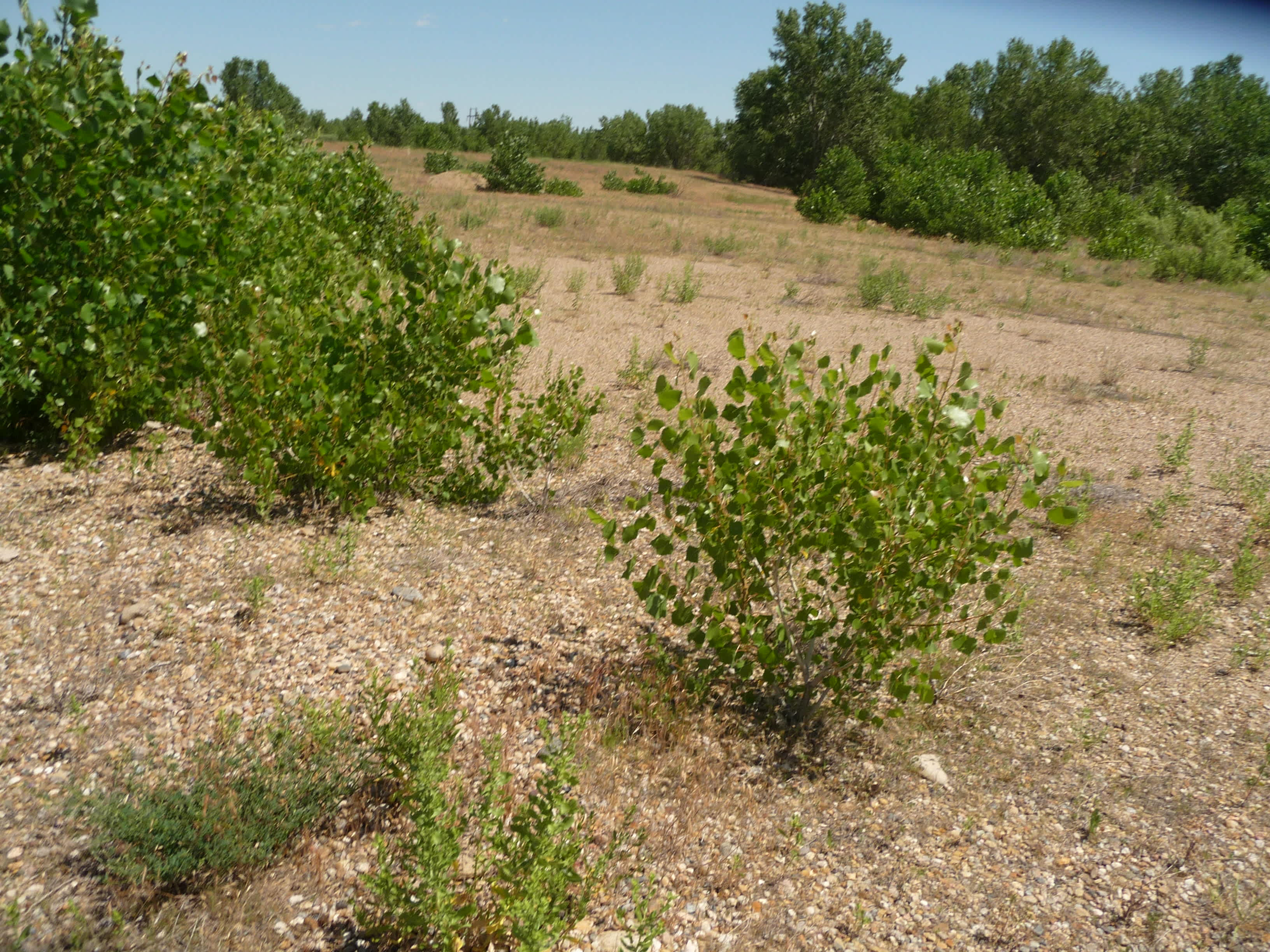 Cheyenne River Bottom