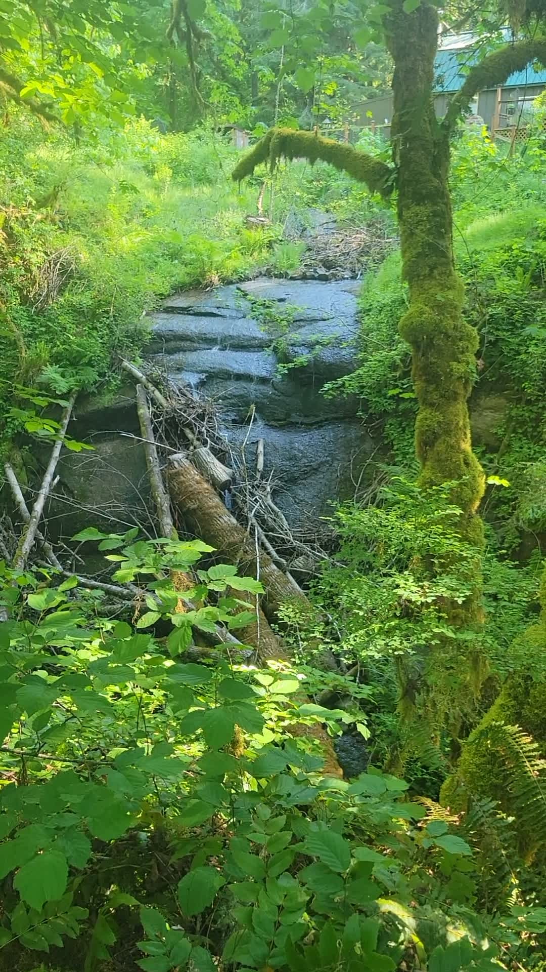 Foster Forrest - Hipcamp in Foster, Oregon