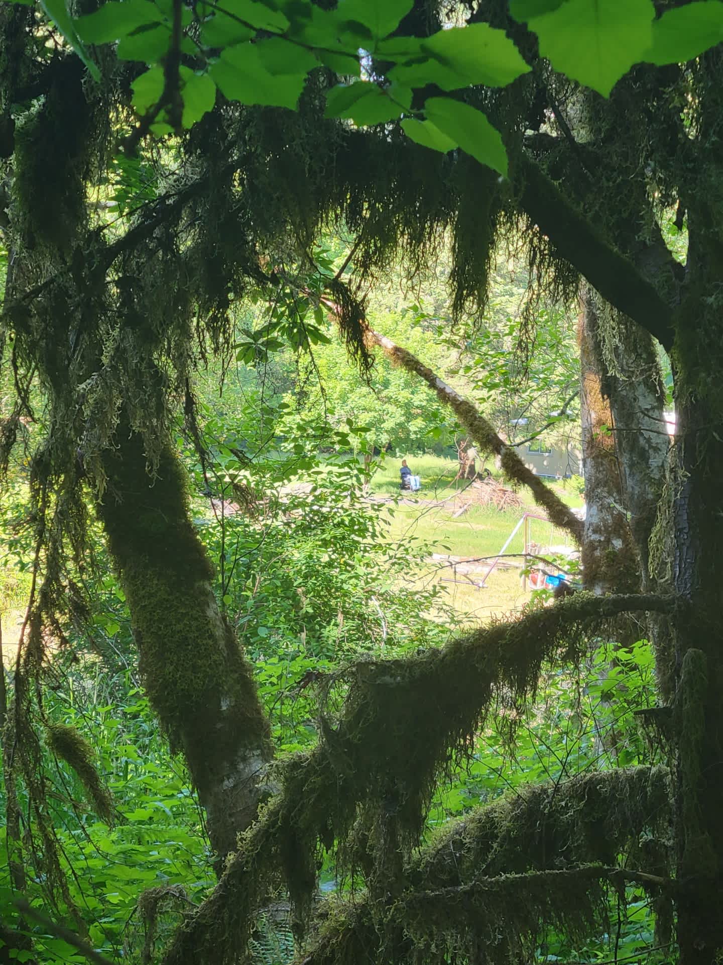 Foster Forrest - Hipcamp in Foster, Oregon
