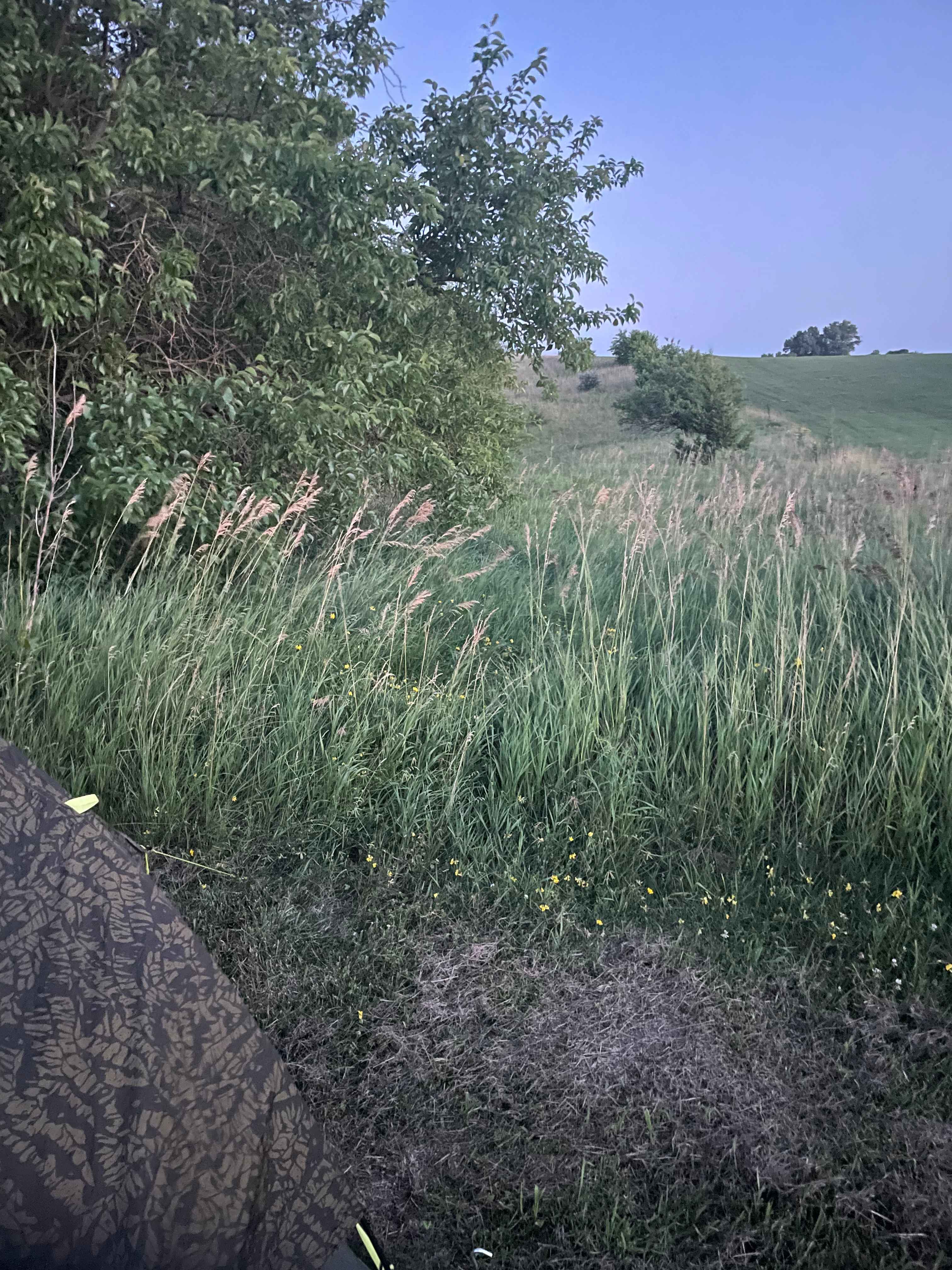 Fireflies