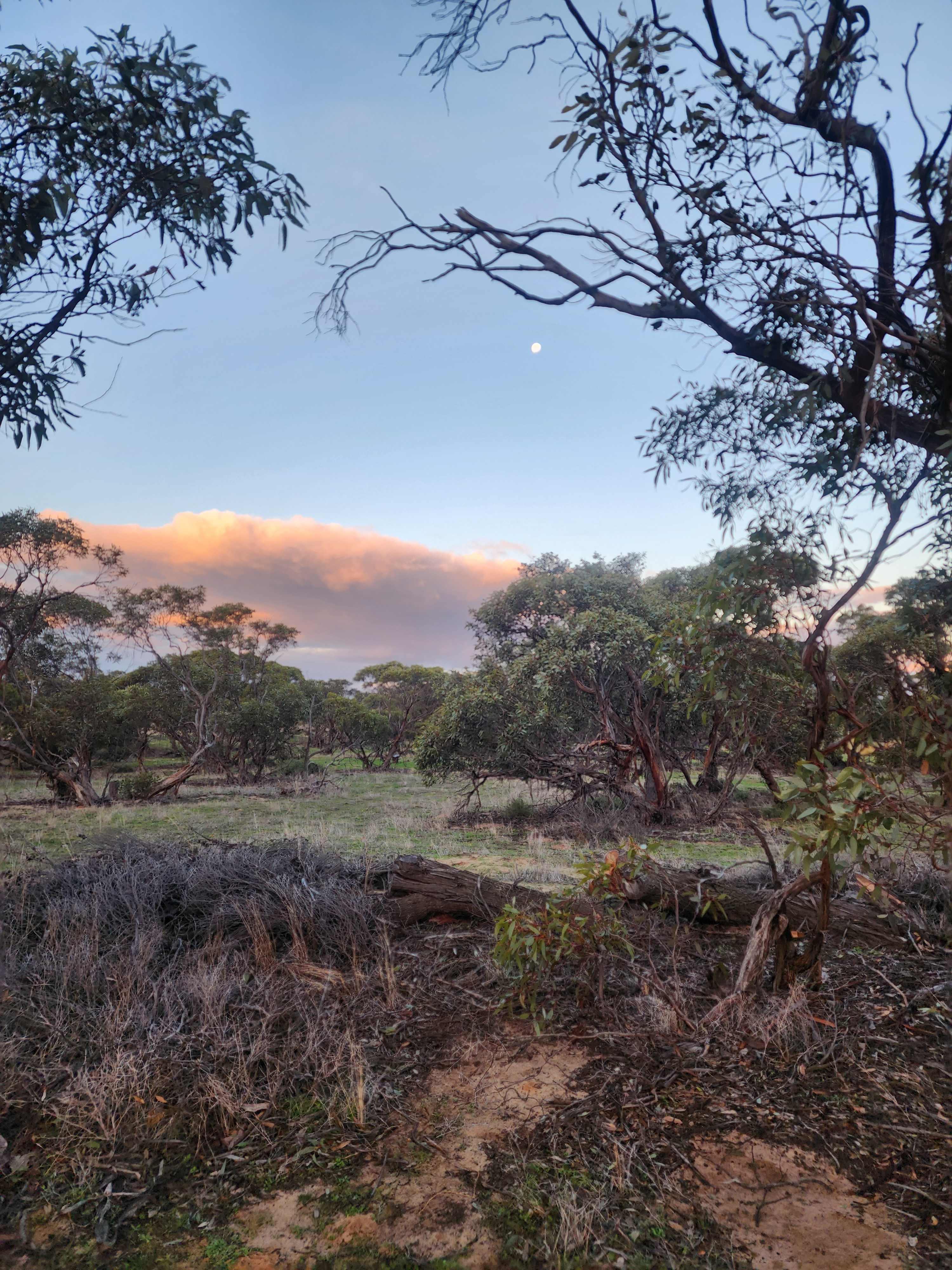 Currawong Corner - Vans, RV & tents
