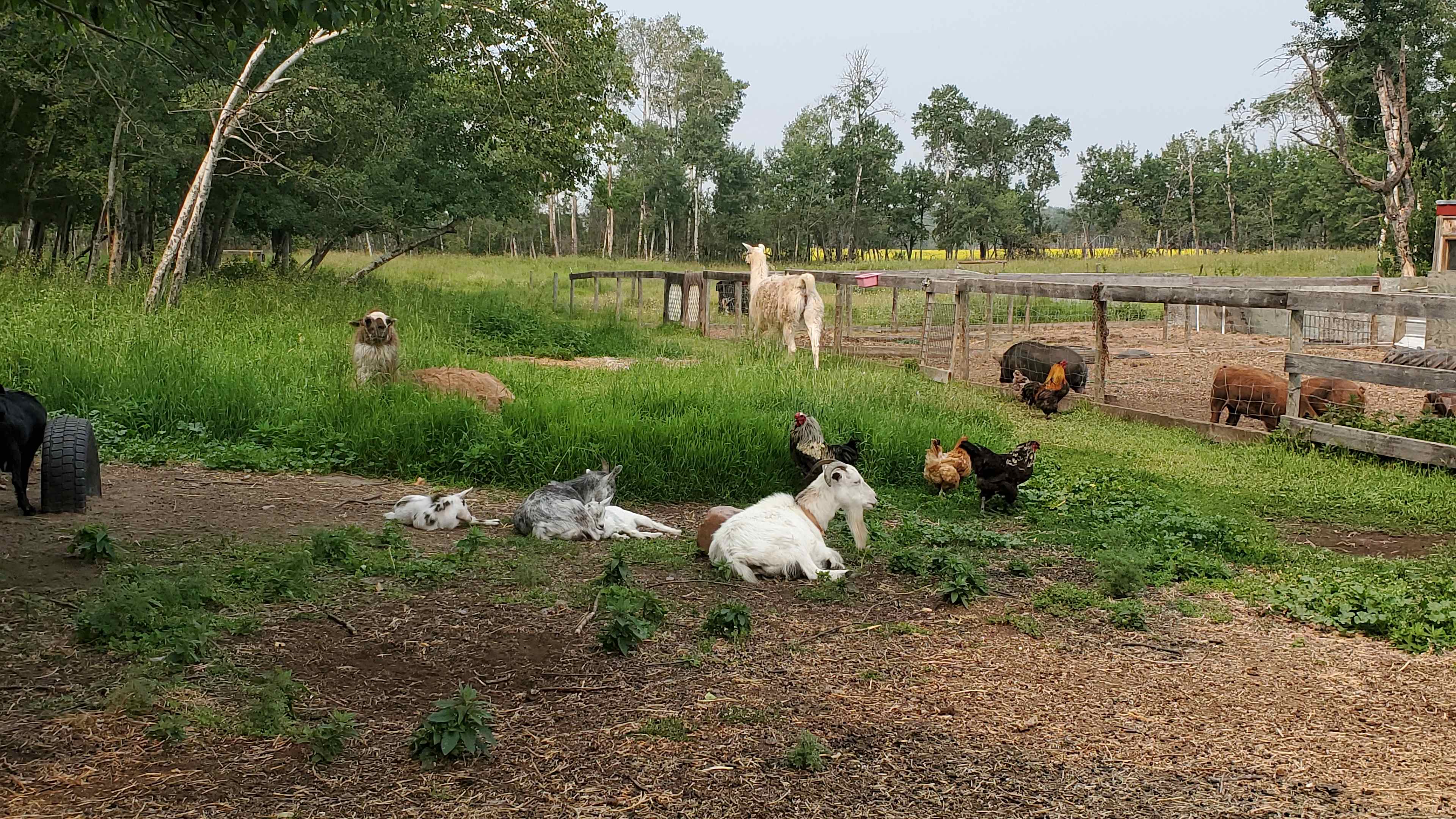 Hoof Hearted Family Acres