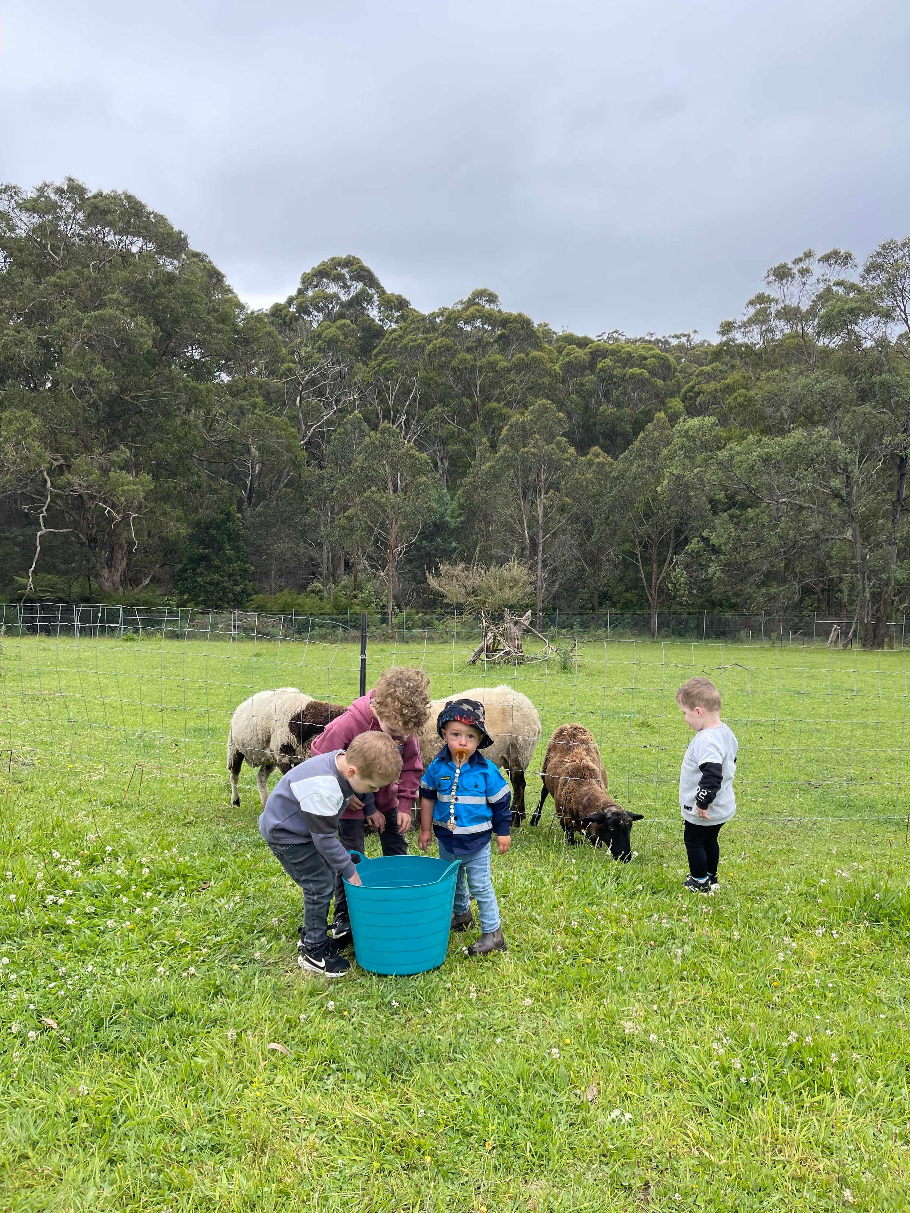 Hand feeding the sheep 