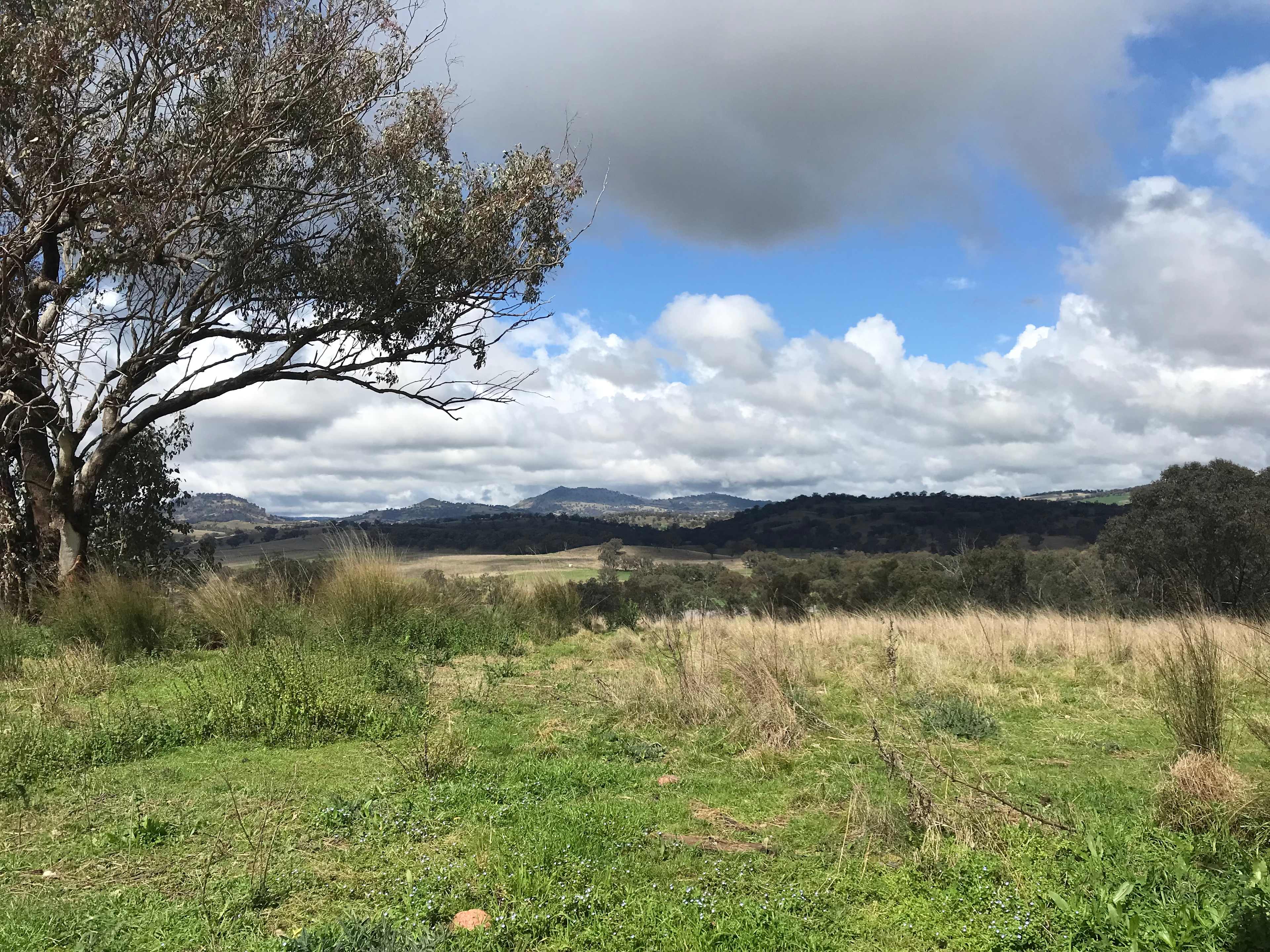 Kurrajong Living