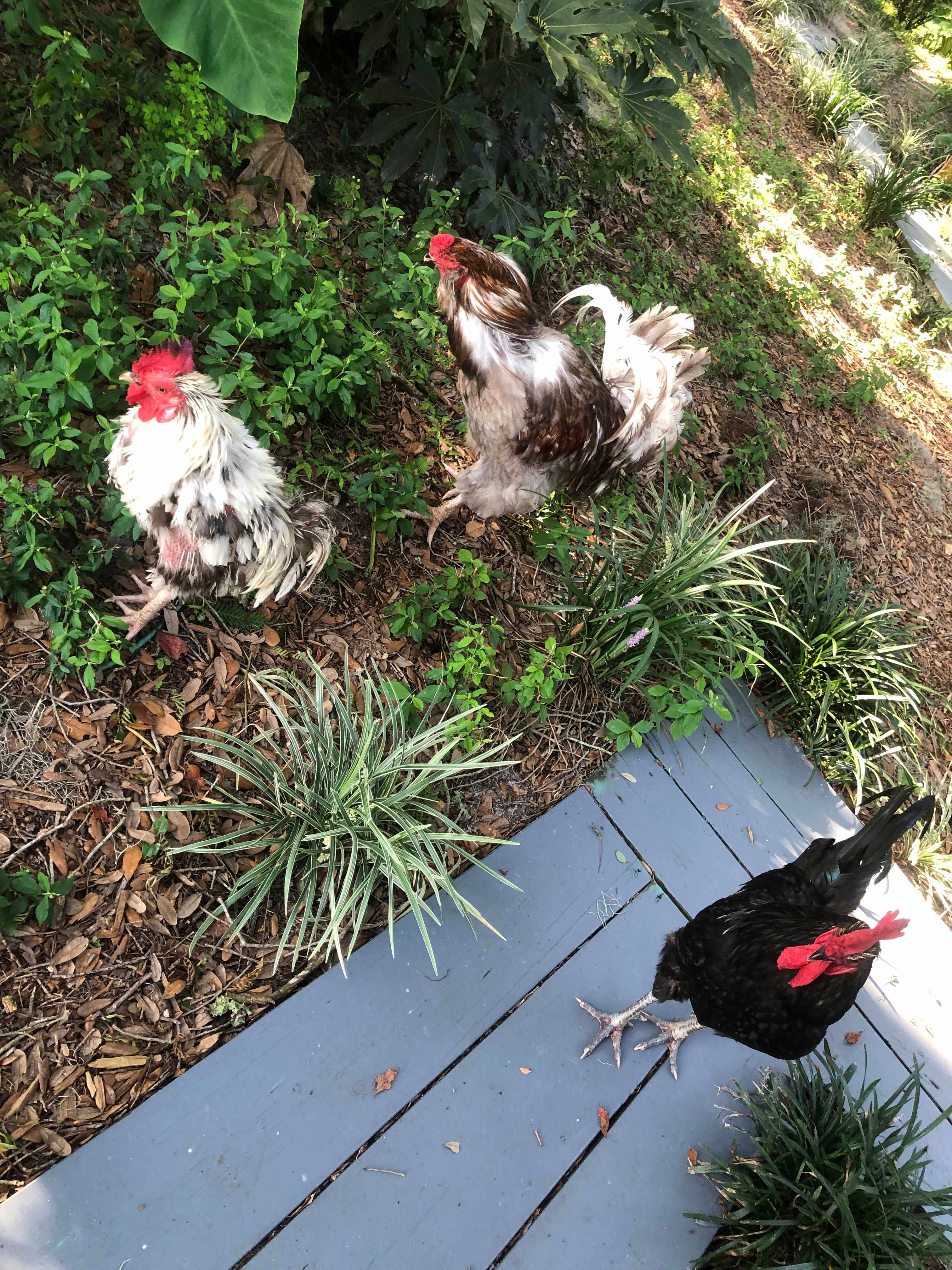 Kokomo Farms