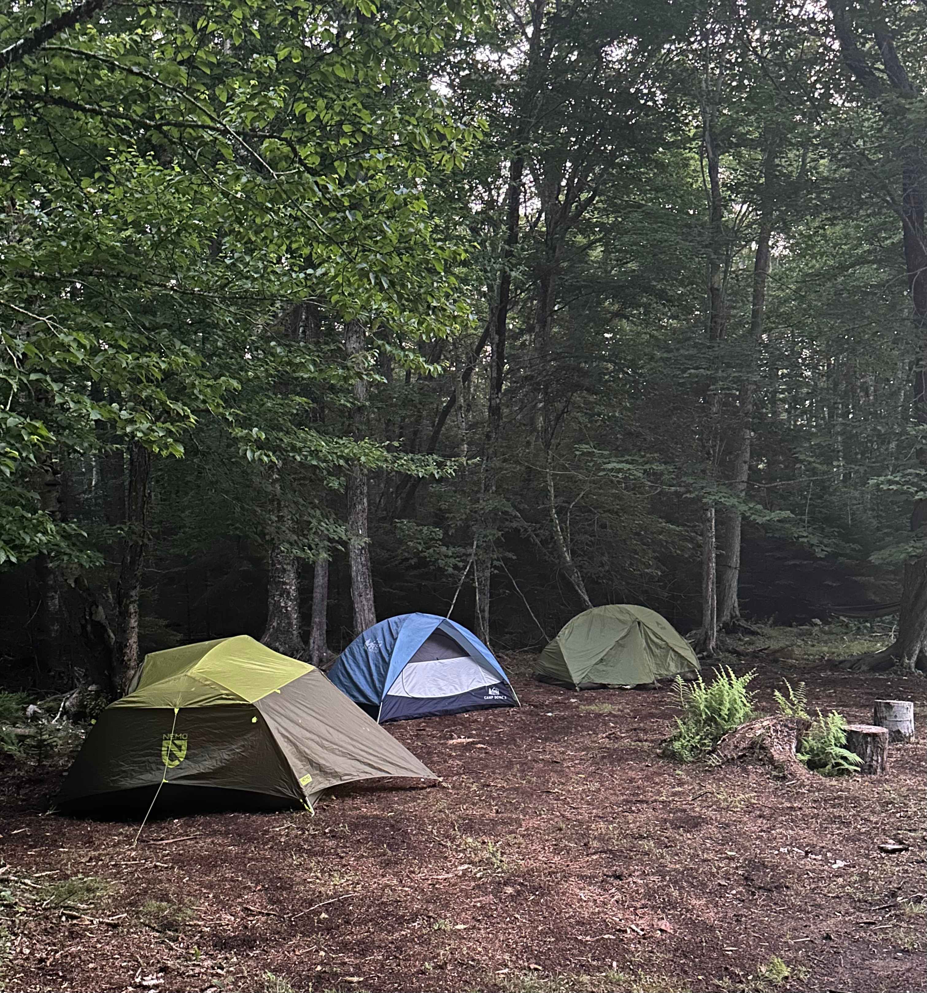 Camp #5 Forest is a quiet peaceful woodland site perfect for multiple tents. 