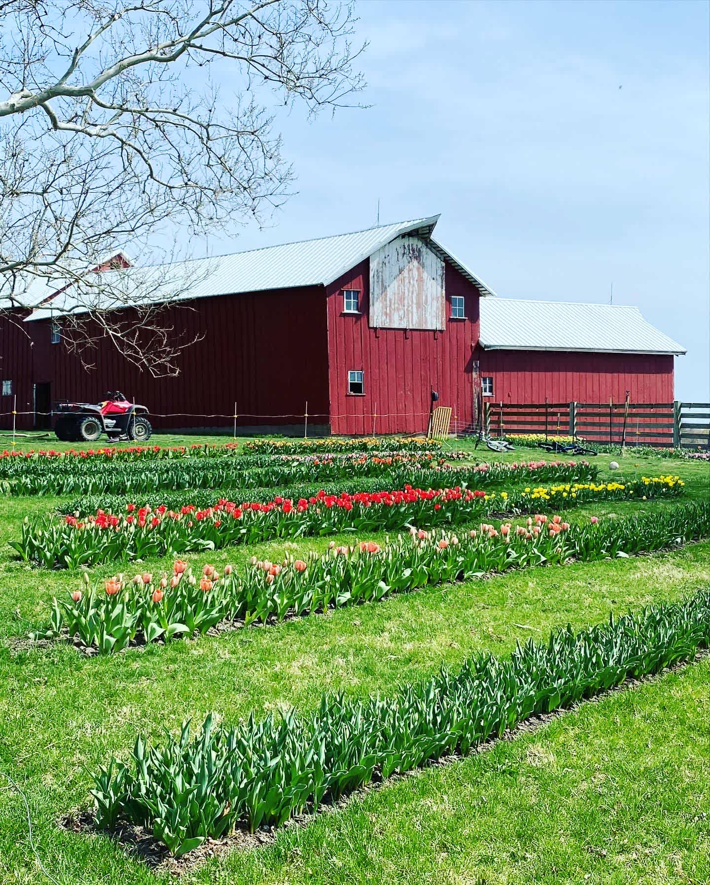 1864 Barn + Tulips