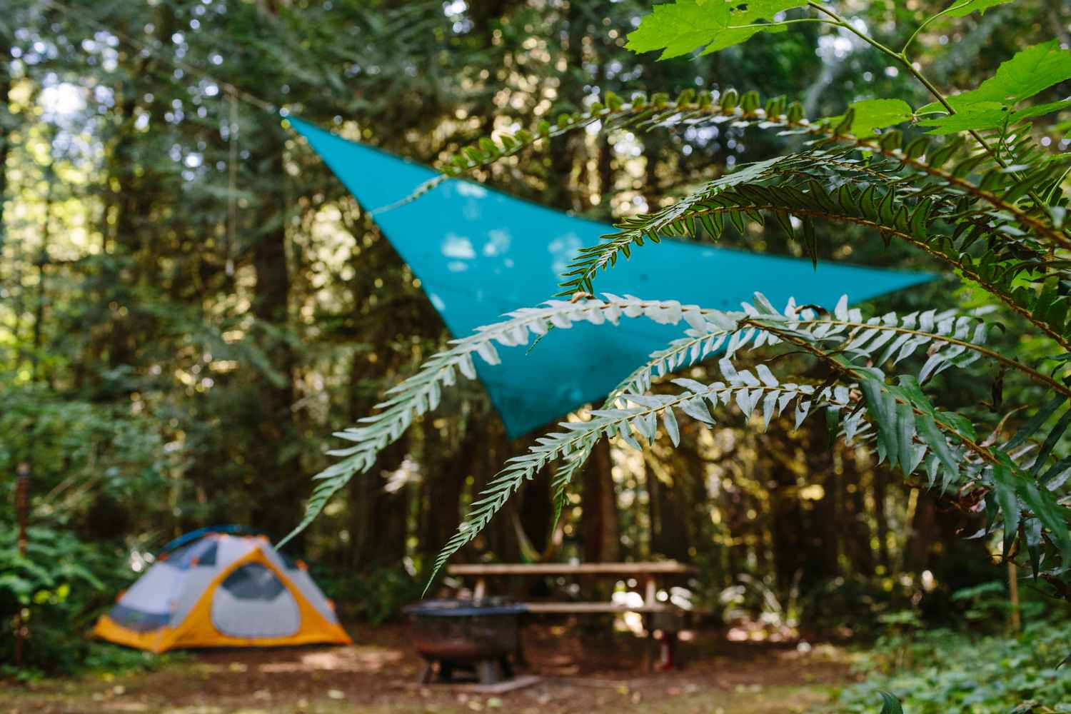 Cedar+Fern