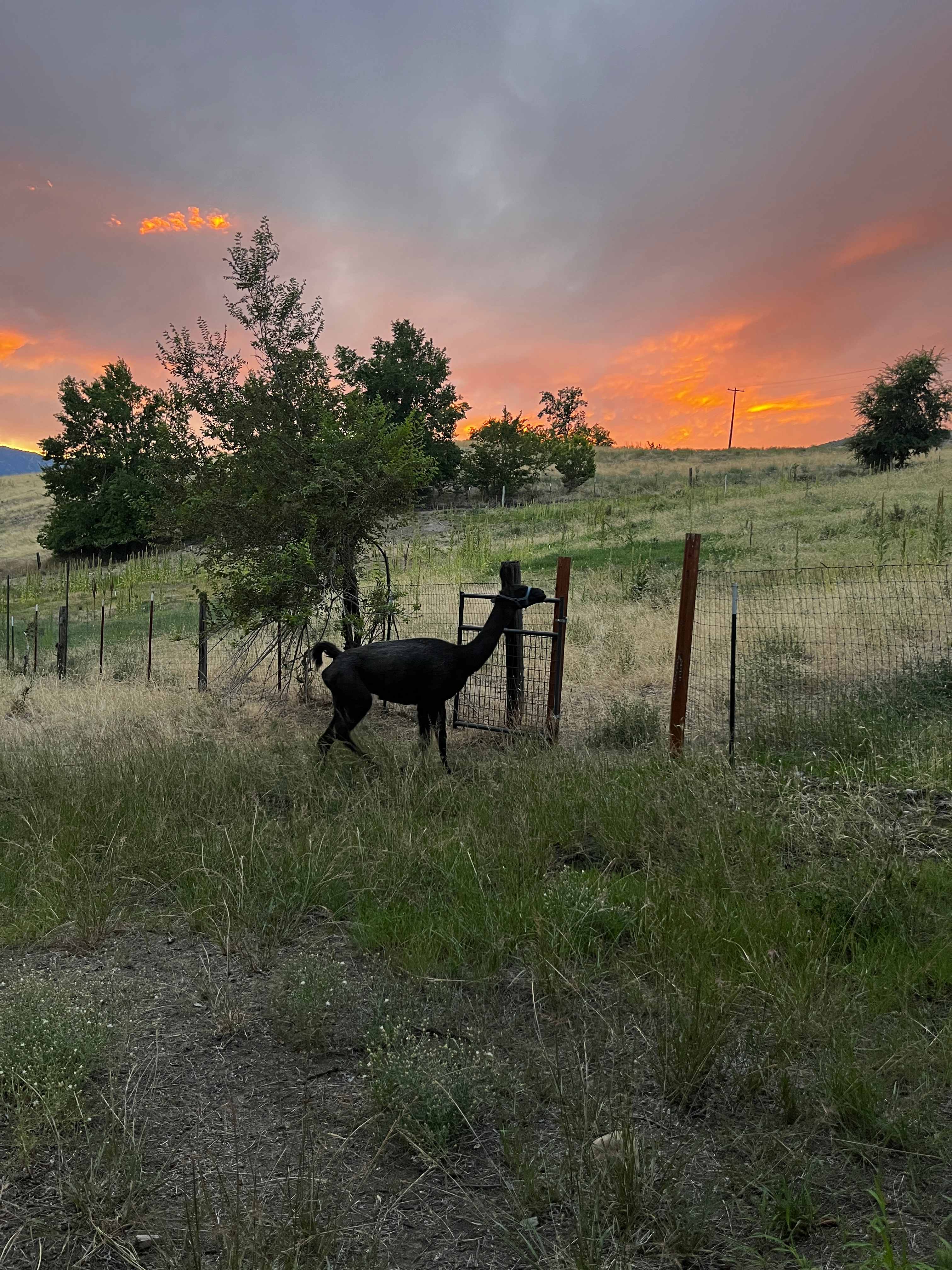Secluded goat pasture and lake view