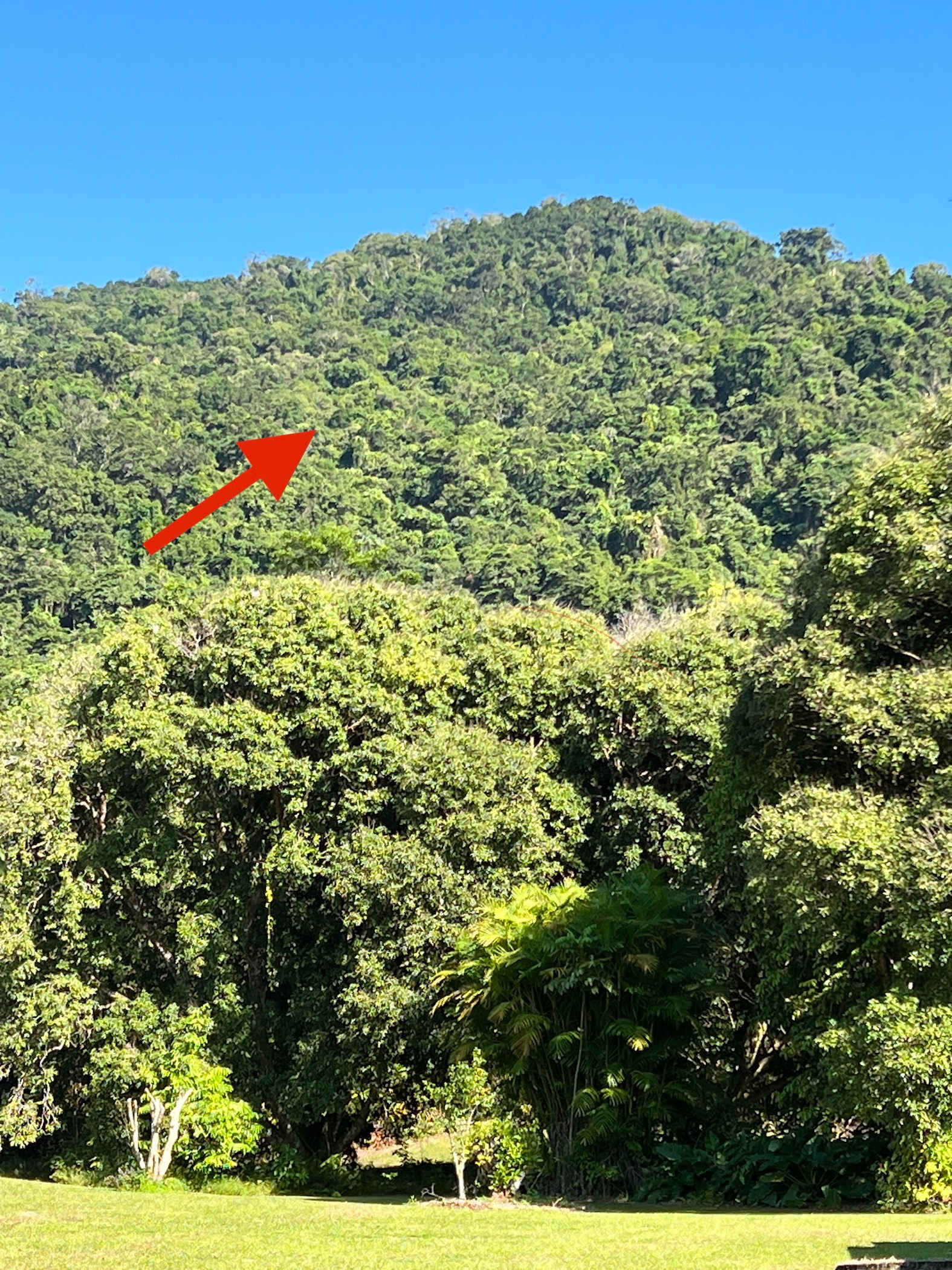 Lost in the Rainforest Site, Some where up there !