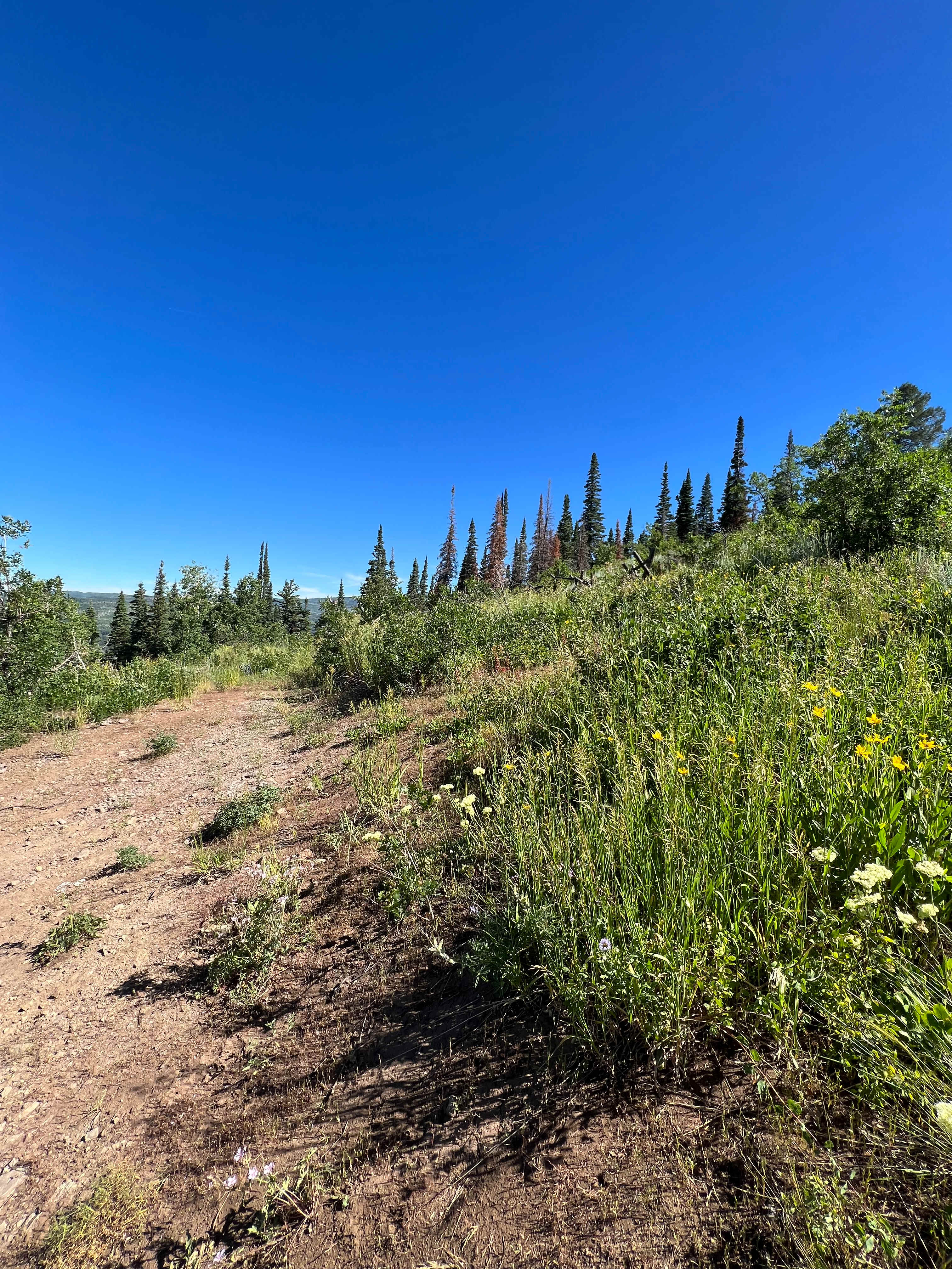 Wildflowers near Yurt