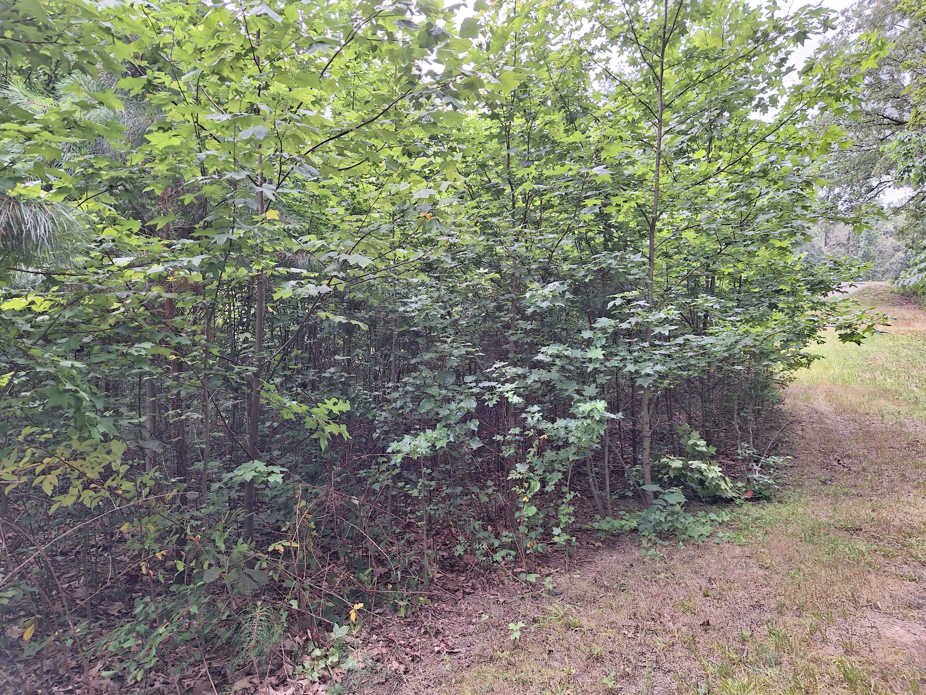 Santa's Woods