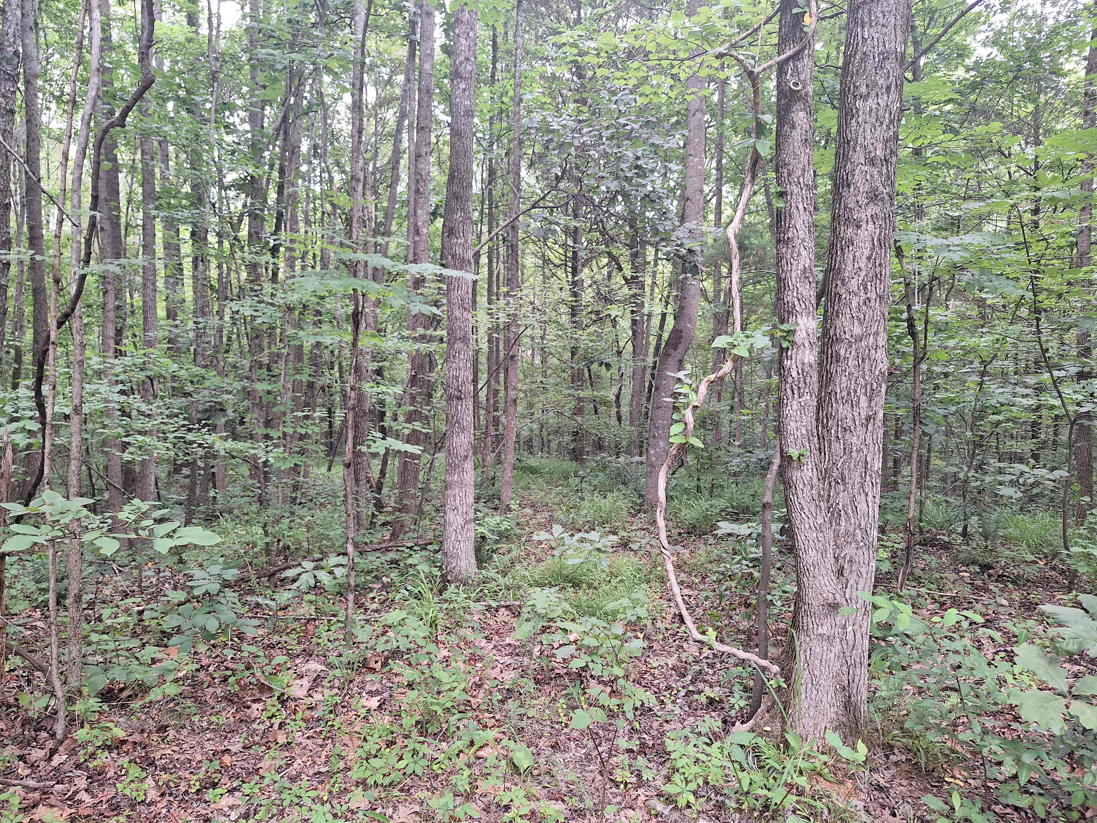 Santa's Woods
